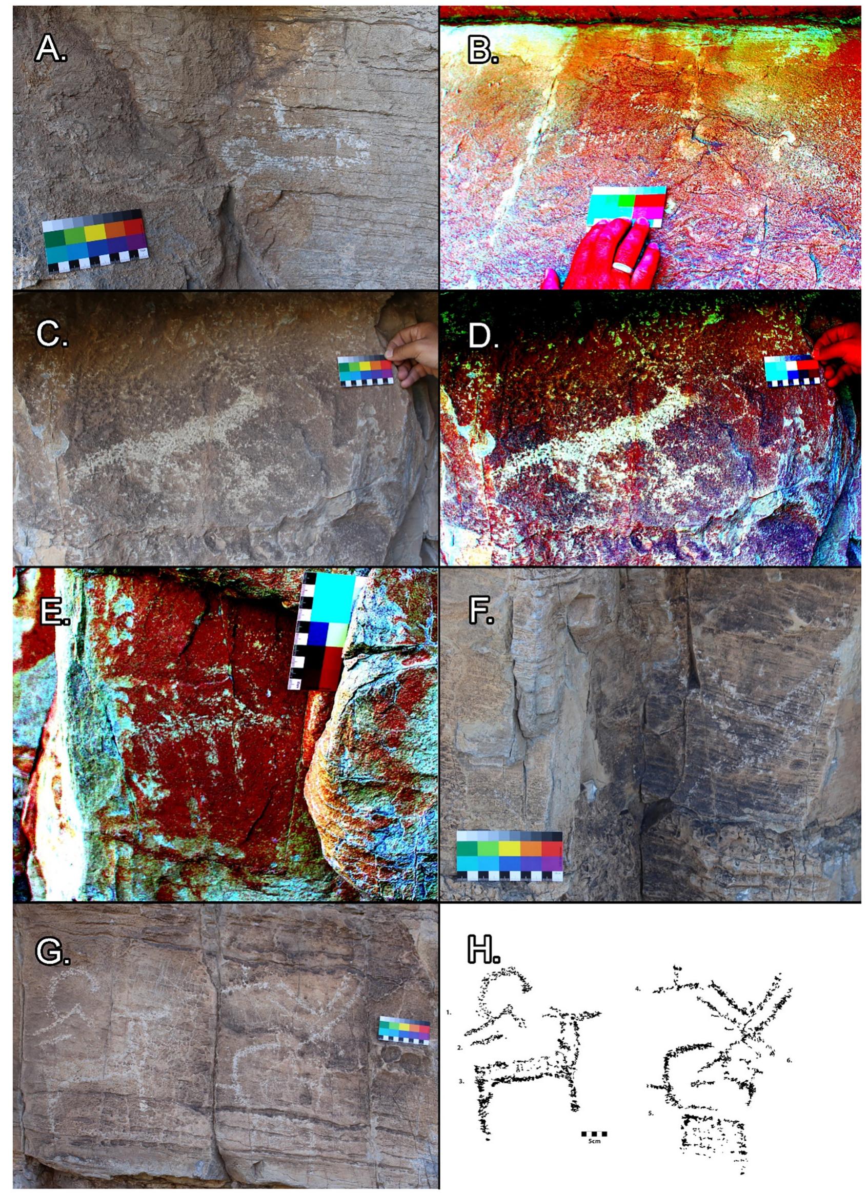Fig. 5. Petroglyphs from Gazar Agui 13. (A) Panel 1 showing a tamga. (B) DStretch YWE (15%) colour image of Panel 11 showing a tamga (same shape as Panel 1). (C, D) DStretch YRD (15%) colour image of Panel 3 showing a male horse (top) and a horse and with anthropomorphic rider (bottom). (E) DStretch YRD (15%) colour  of Panel 5 showing a caprine. (F) Panel 8, linear depiction of bird. (G, H) Outlines of Panel 7 petroglyphs showing a caprine (1), a line (2), a horse or doe (3), a tamga (4), a box-shaped caprine (5) and a bird (6).  UlVUS1 UIC Y LY SULLEL LUI Wealilel ilies GM ClViLUiiIelildal Udilidat. Open-air rock art sites, such as at Unegt Uul, are prone to alterations  by environmental actions. Damage to the cortex of desert varnish has  significantly altered petroglyphs at Unegt Uul, likely caused by either  thermal stress or wind erosion. Metamorphic rocks generally exhibit crystallization, compact textures, high strength, small porosity and low water permeability. In this case, high levels of foliation lower the resistance against weathering. In today’s climate, weathering is driven mainly by temperature changes, humidity variations, and strong winds. Therefore, fluctuations in temperature give rise to insolation weathering 