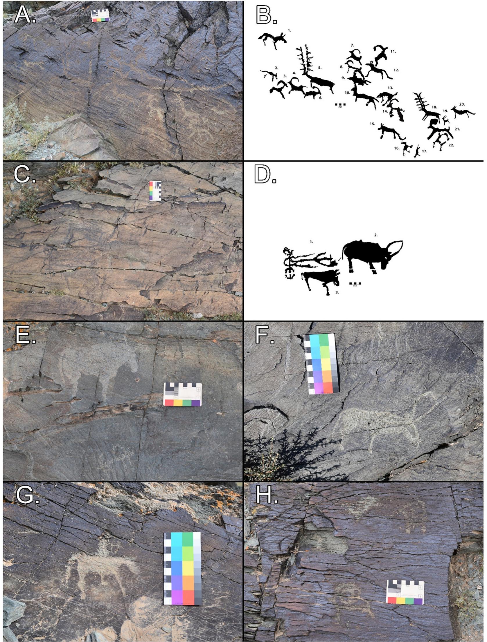 Fig. 7. Rock art at Unegt Uul. (A, B) Panel 1.7 contains the largest variety of fauna, including caprines, horses, a canid, a gazelle; and the outlines of the petroglyphs from Panel 1.7. (C, D) Drawn outlines of Panel 1.10 containing bovine pulling a cart and horse beside it. (E) Panel 1.12 with detailed bovine (top) and coarse caprine (bottom). (F) Panel 1.15 petroglyph of bovine. (G) Panel 2.1 depicts a single horse rider with bow and arrow. (H) Panel 1.17 shows two argali sheep petroglyphs on a  heavily weathered surface.  From a palaeoenvironmental perspective, the wet periods of the Early Holocene likely meant that the regions around the sites were  We have examined a set of rock art sites in the Gobi-Altai region, and provided a relative outline of the potential chronology of the depictions, 
