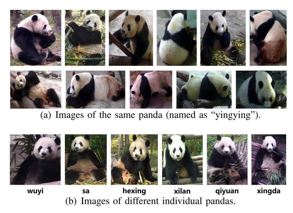 (PDF) Giant Panda Identification