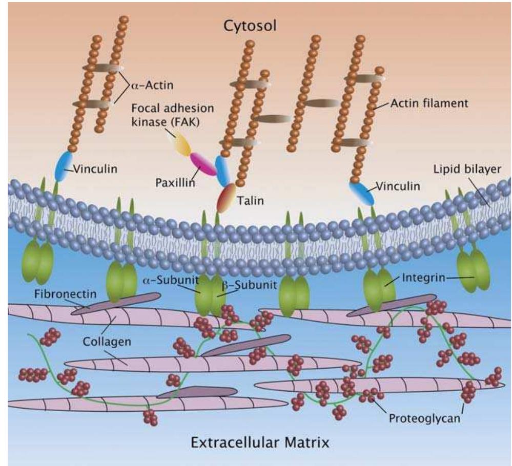 Schematic drawing of focal adhesions (fas) showing the