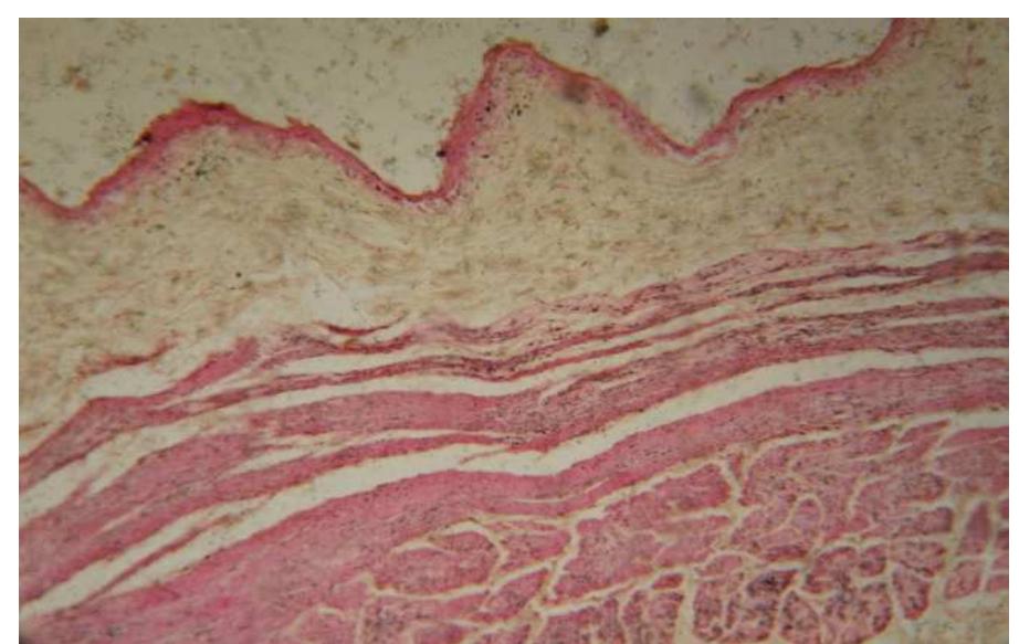 Radiography Rumen (PDF) Endoscopic evaluation of rumen in cattle (Bos Taurus) -A ...