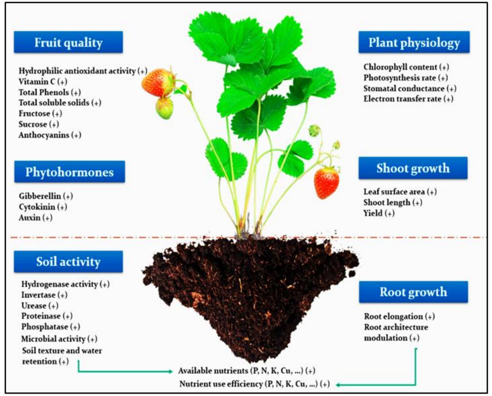 (PDF) Biostimulants: Potential and Prospects in Agriculture