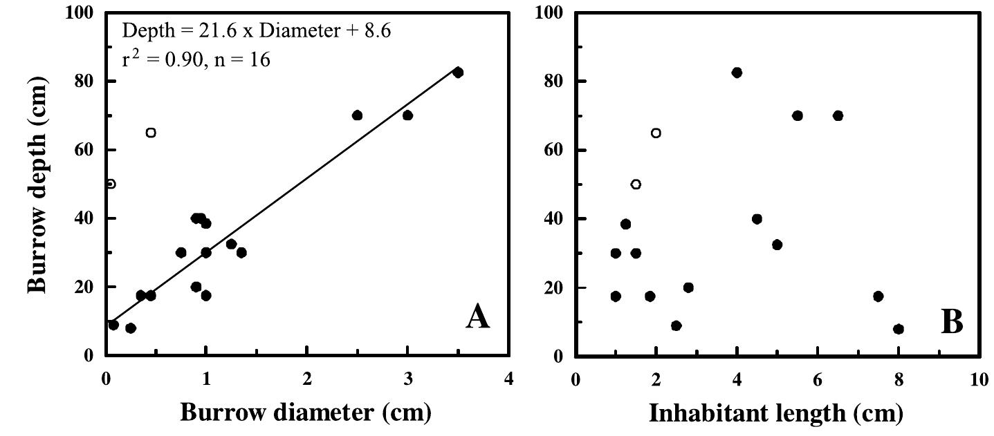 Figure 2 - from Macrofaunal burrows and irrigation in marine