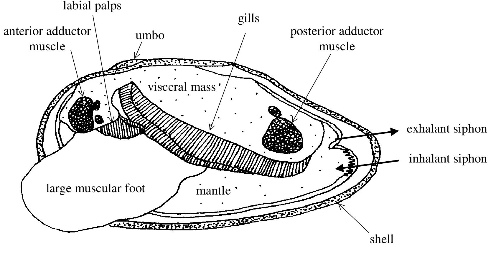 Lobe Shell Figure 41 - from Freshwater Mussels as Biofilters