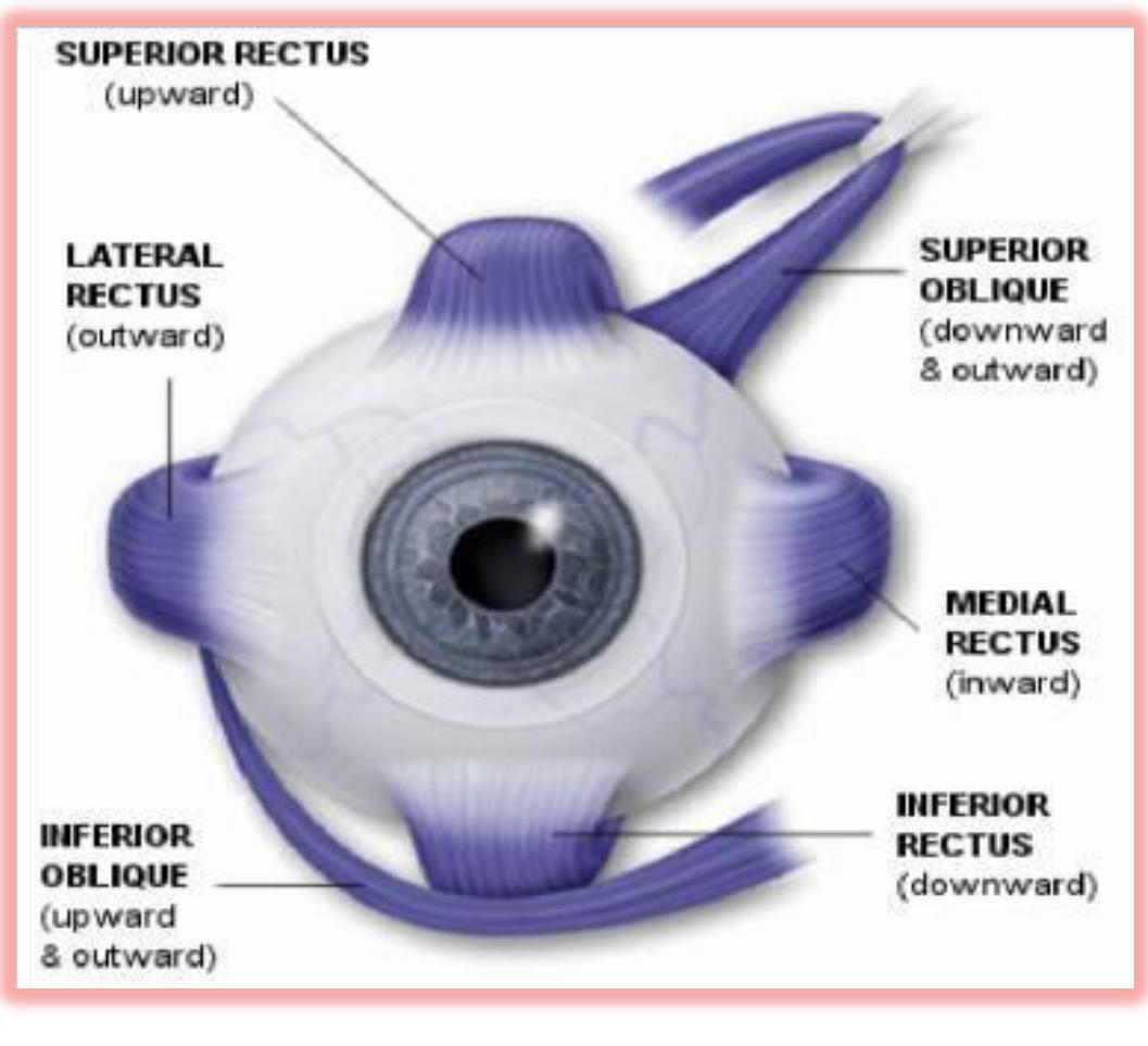 Figure 1 - from IMouse: Eyes Gesture Control System