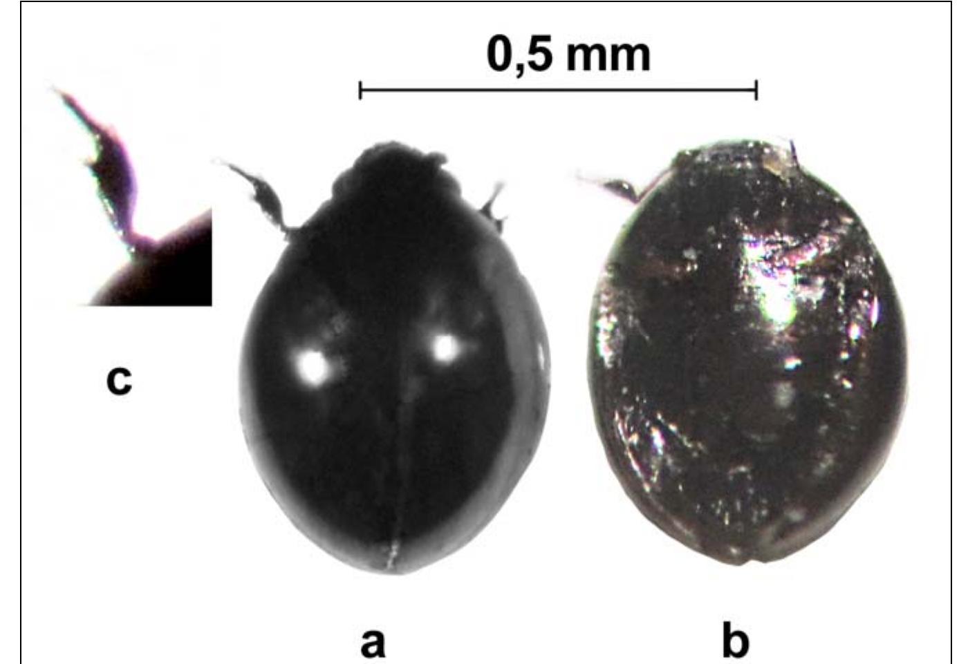(PDF) Sphaeriusidae (Coleoptera, Myxophaga): A new beetle family to the ...
