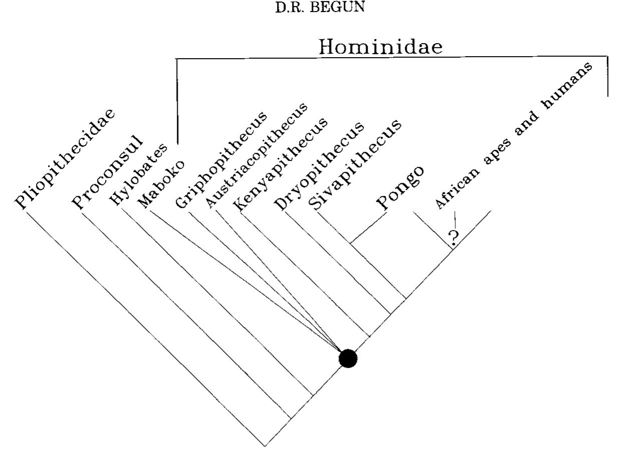 Anterior views of hominoid humeri. from left to right, pan,