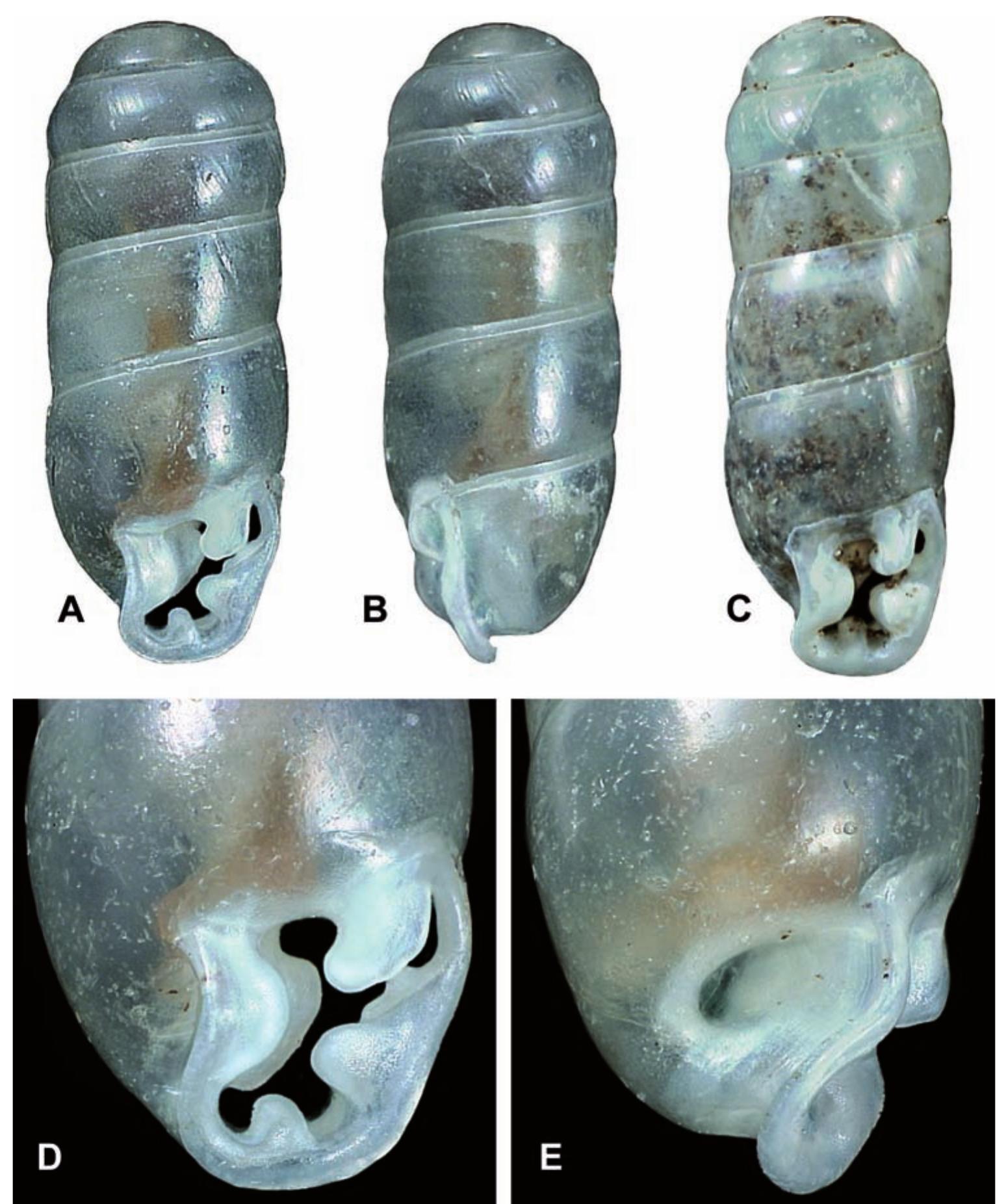 Gulha Insect Cole & herbert. description of four new species of gulella