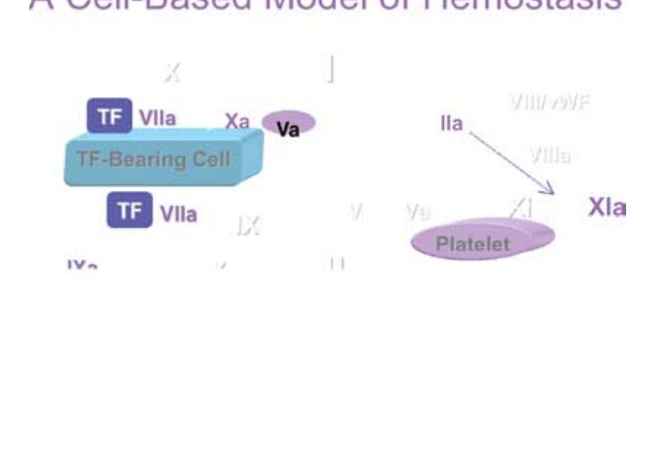 Figure 1 - from Remodeling the Blood Coagulation Cascade