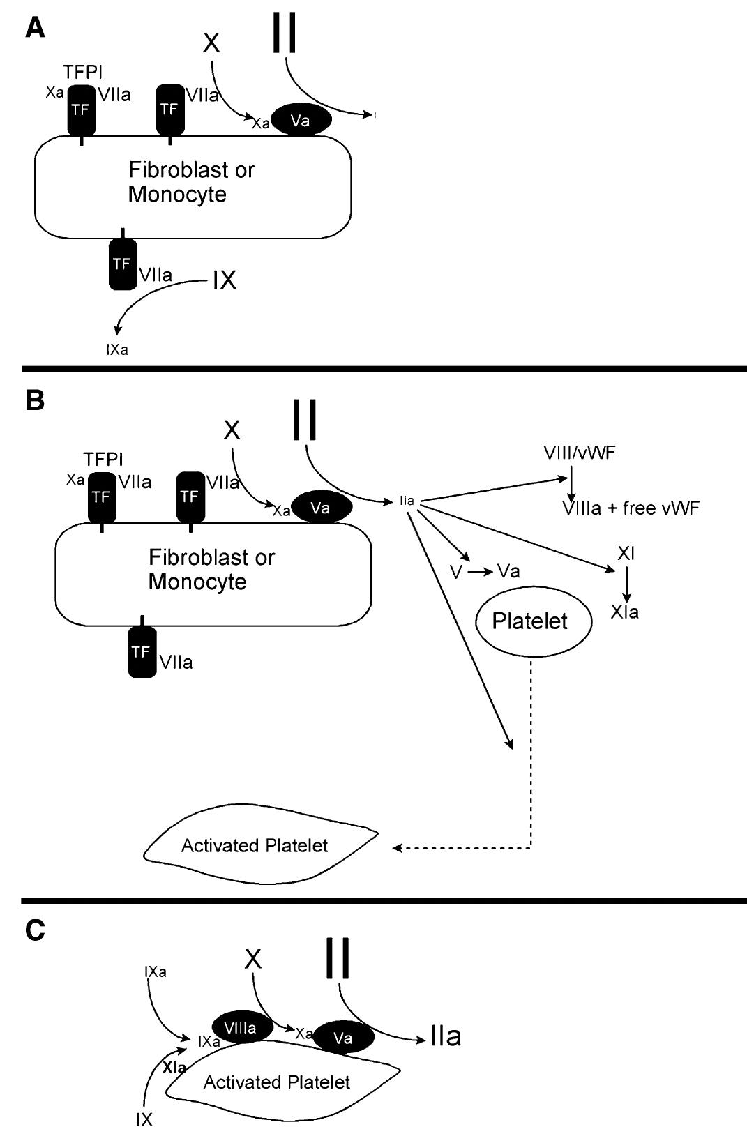 (PDF) Coagulation 2006: A Modern View of Hemostasis