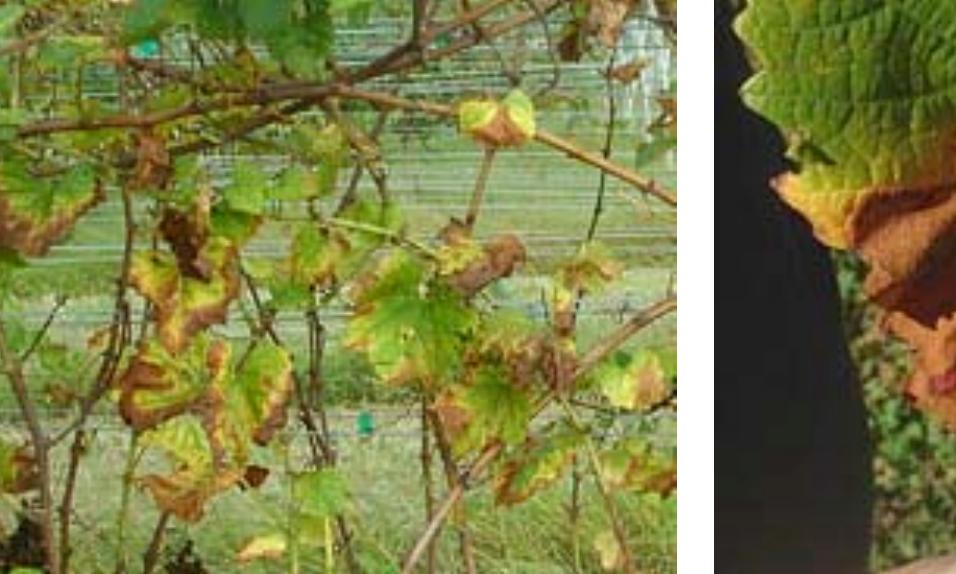 Marginal Necrosis Marginal necrosis with accompanying red line. fig. 1.