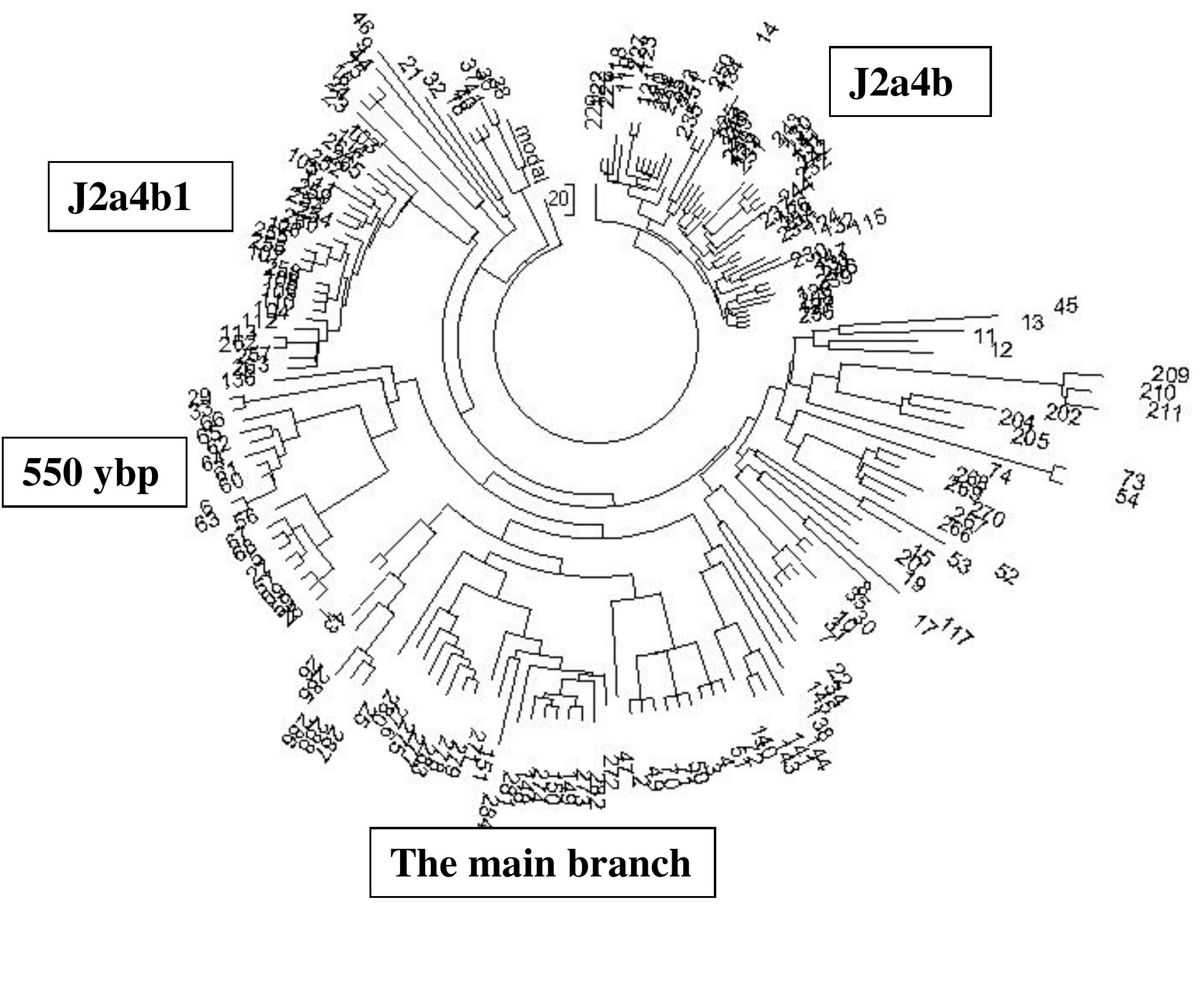 (PDF) Origin of the Jews and the Arabs: Date of their Most Recent ...
