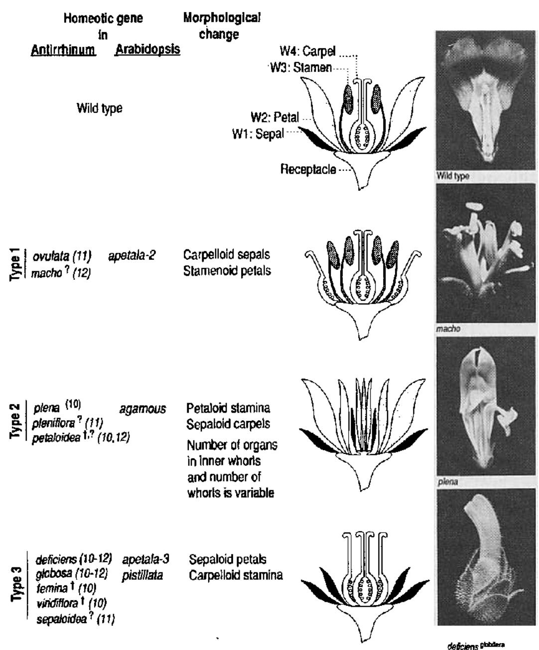 Figure 4 - from Genetic Control of Flower Development by