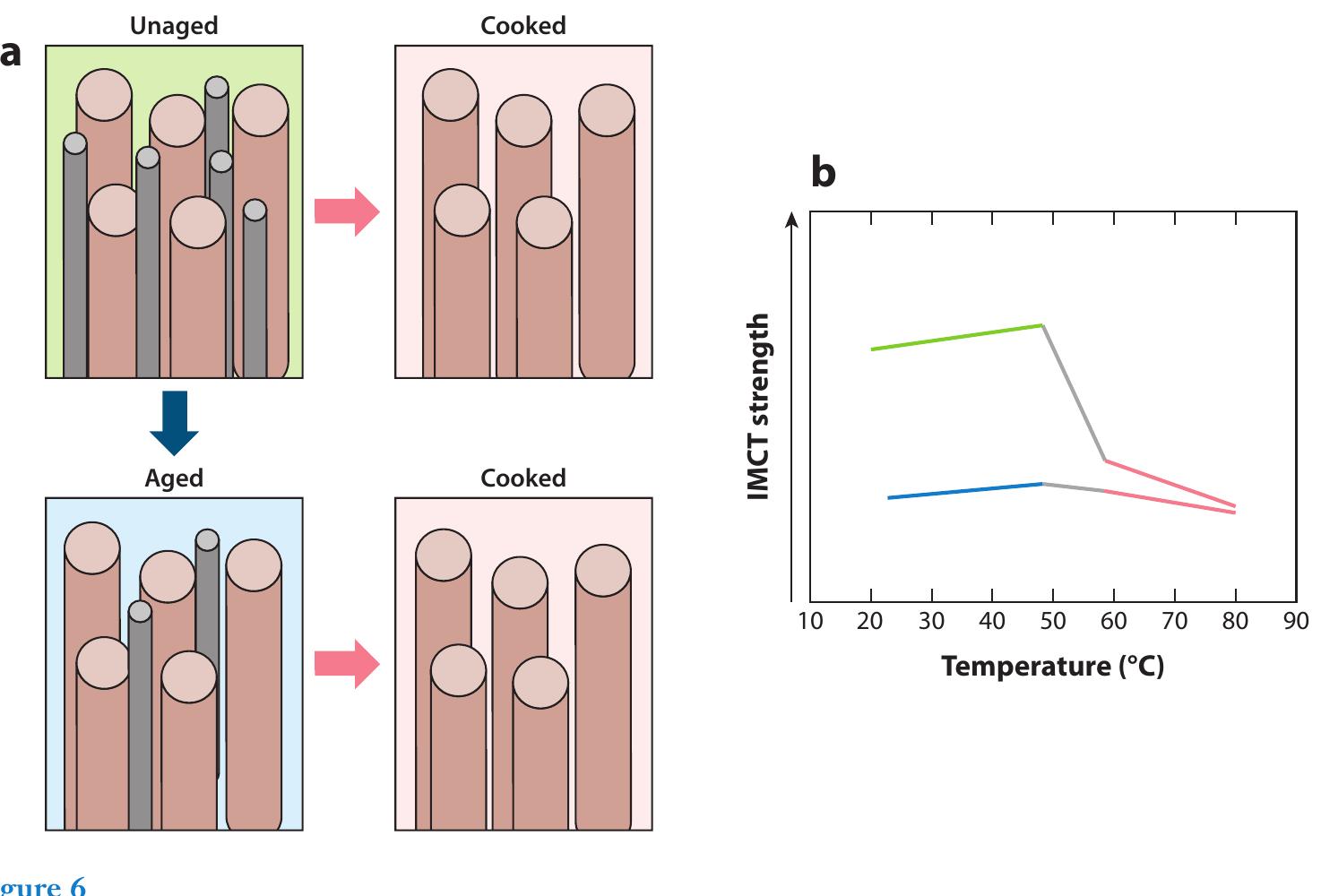 (PDF) New developments on the role of intramuscular connective tissue ...