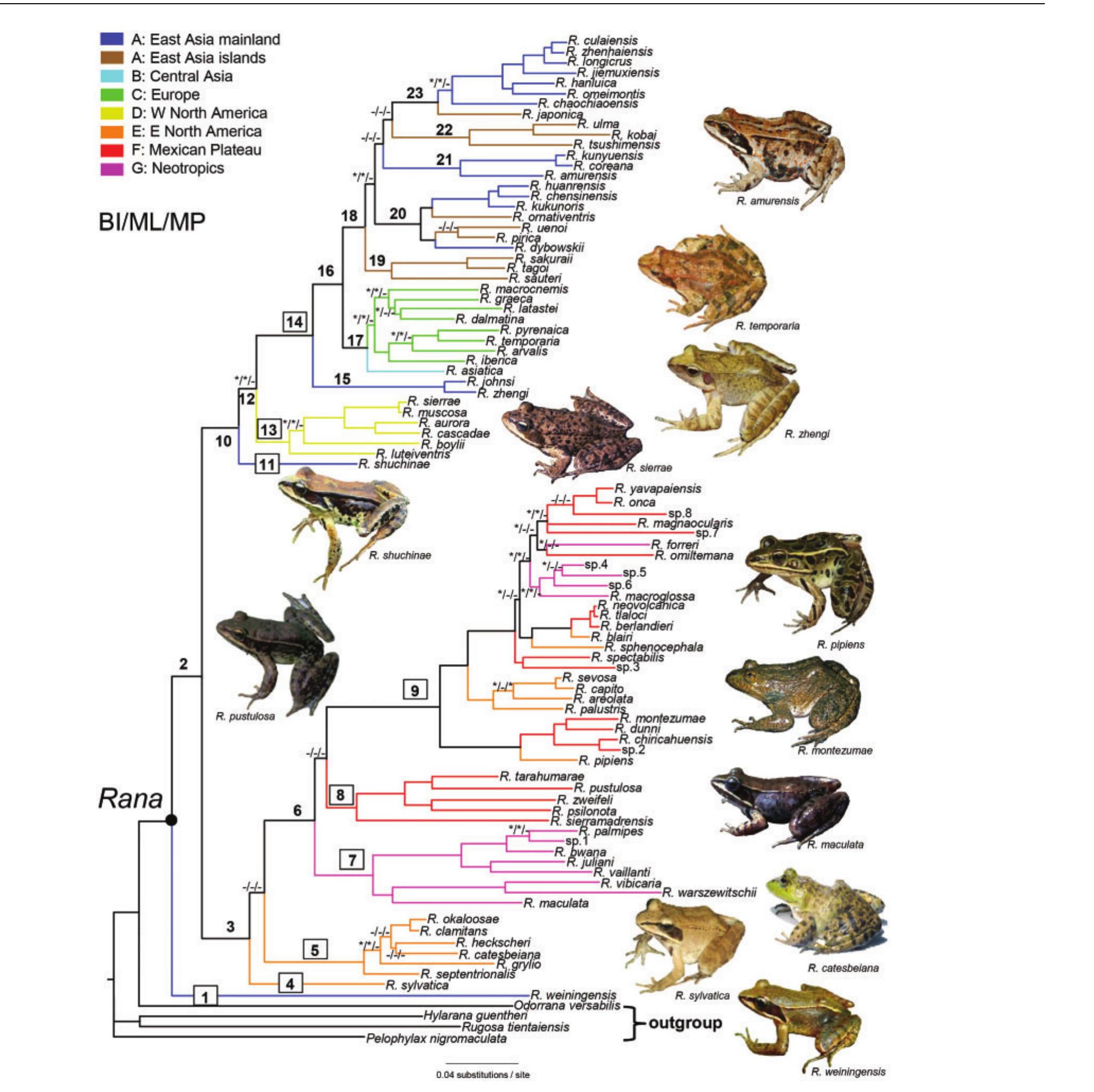 (PDF) Spatiotemporal Diversification of the True Frogs (Genus Rana): A ...