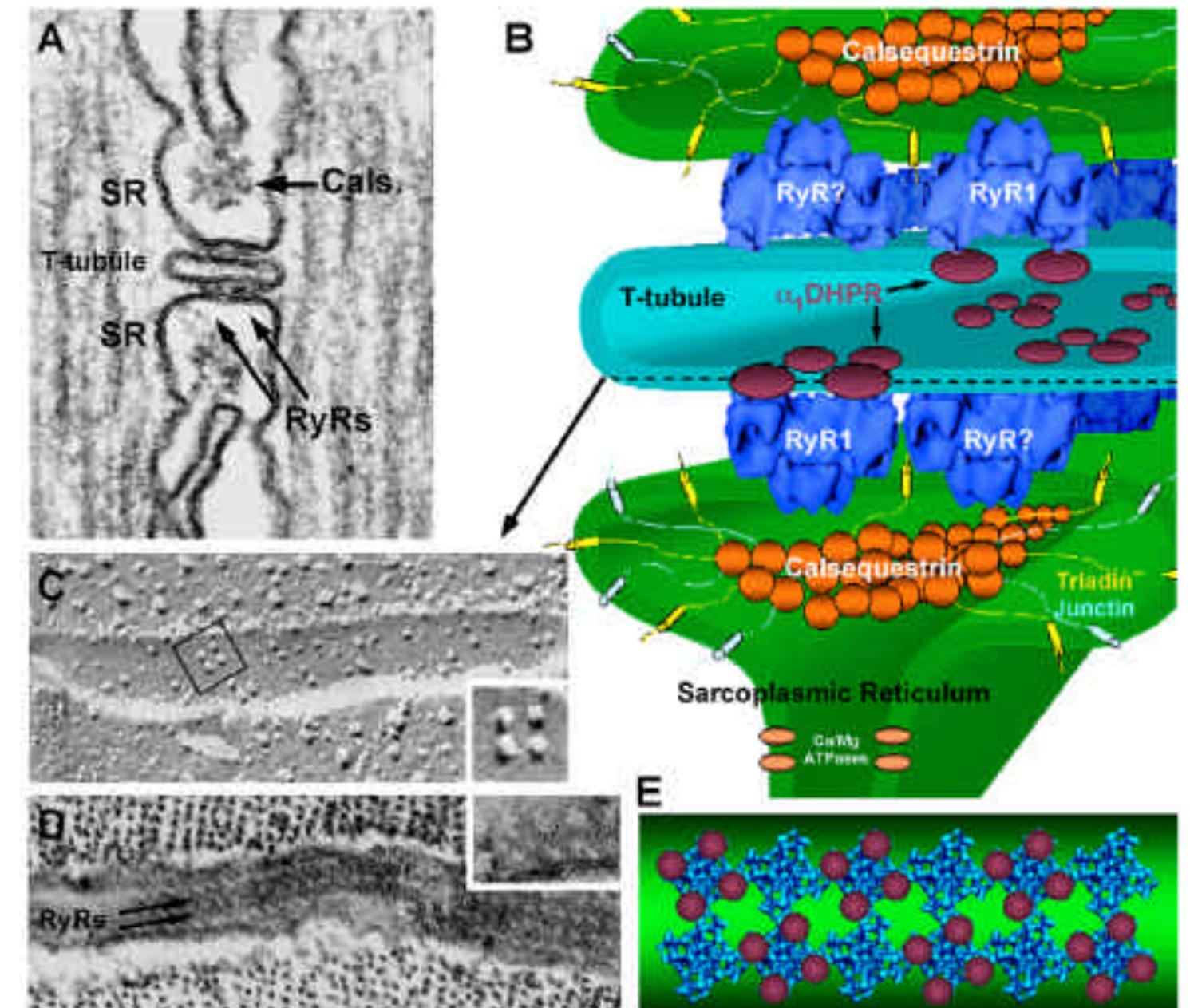 Structure of calcium release units in cardiac myocytes.