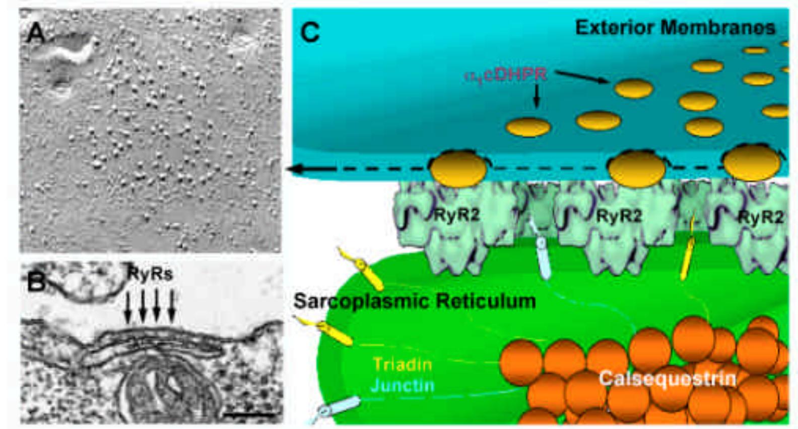 Structure of calcium release units in cardiac myocytes.