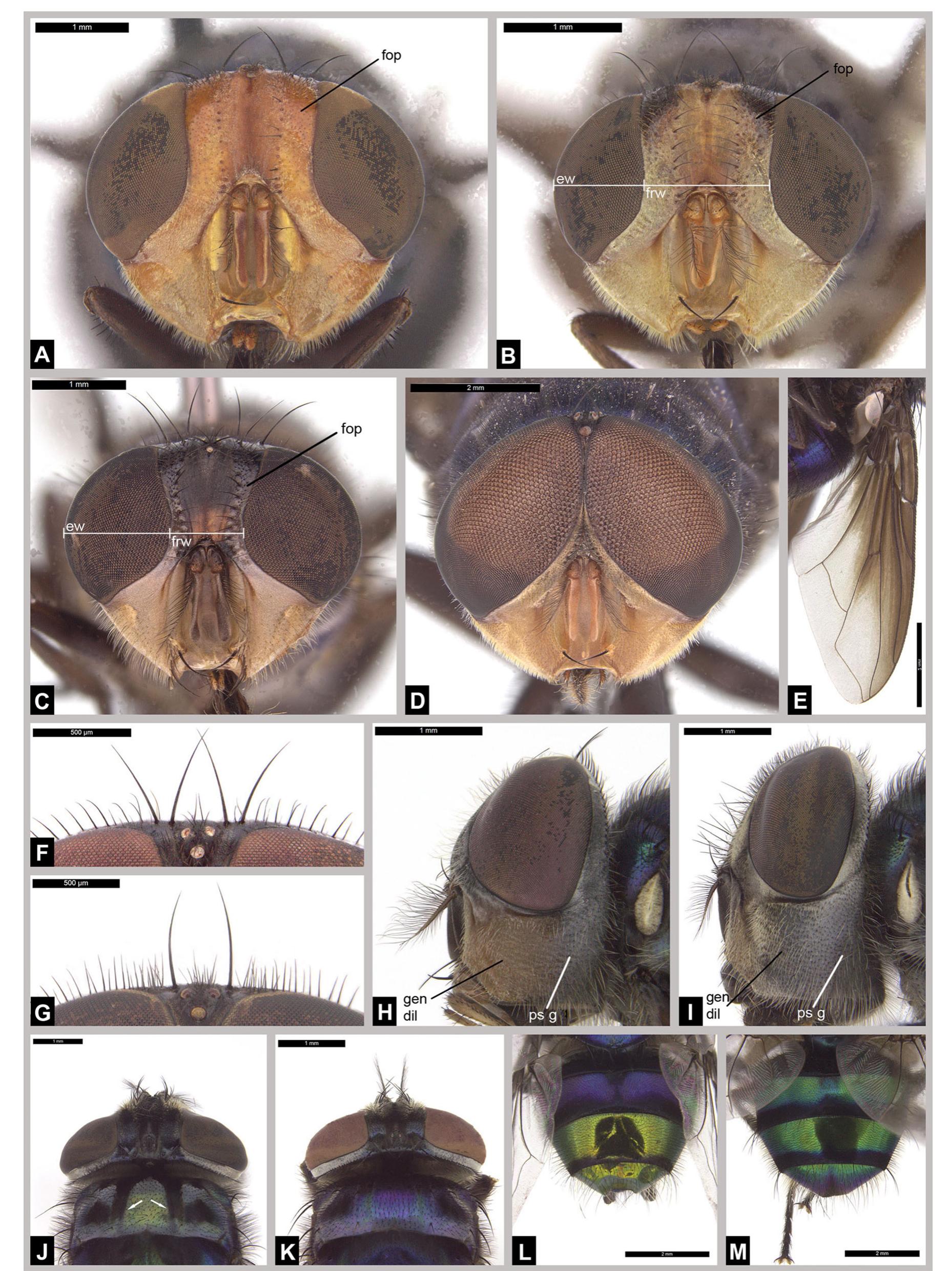 Morphology of african blowflies of forensic importance. a