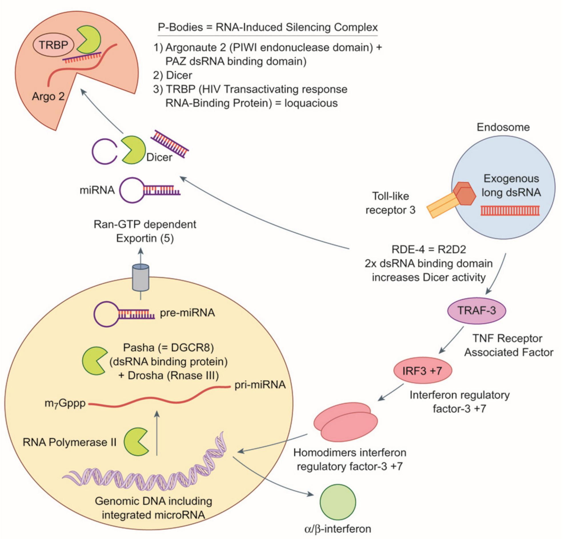 Figure 1 - from Review of the RNA Interference Pathway in