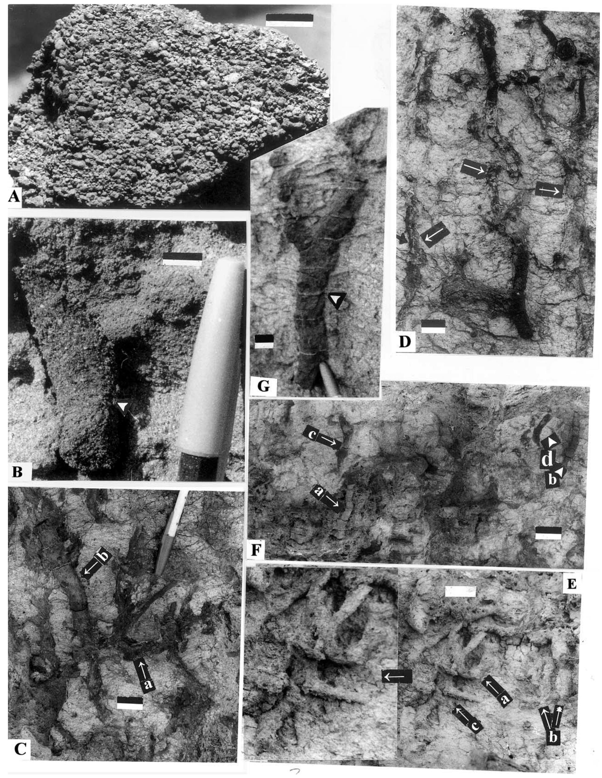Skolithos Figure 1 - from Quaternary ichnofacies model for