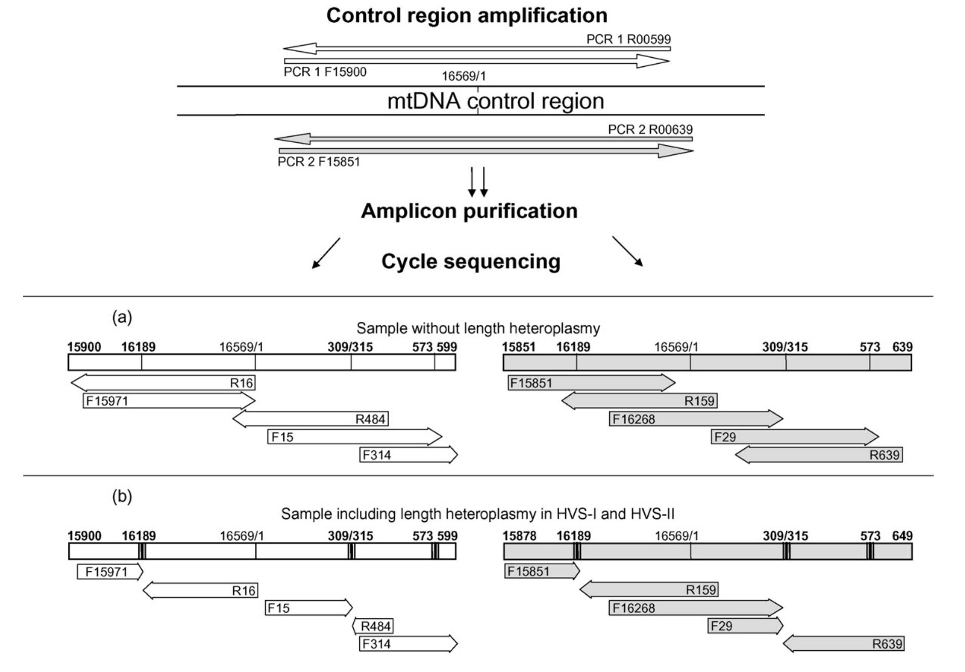 (PDF) Extended guidelines for mtDNA typing of population data in ...