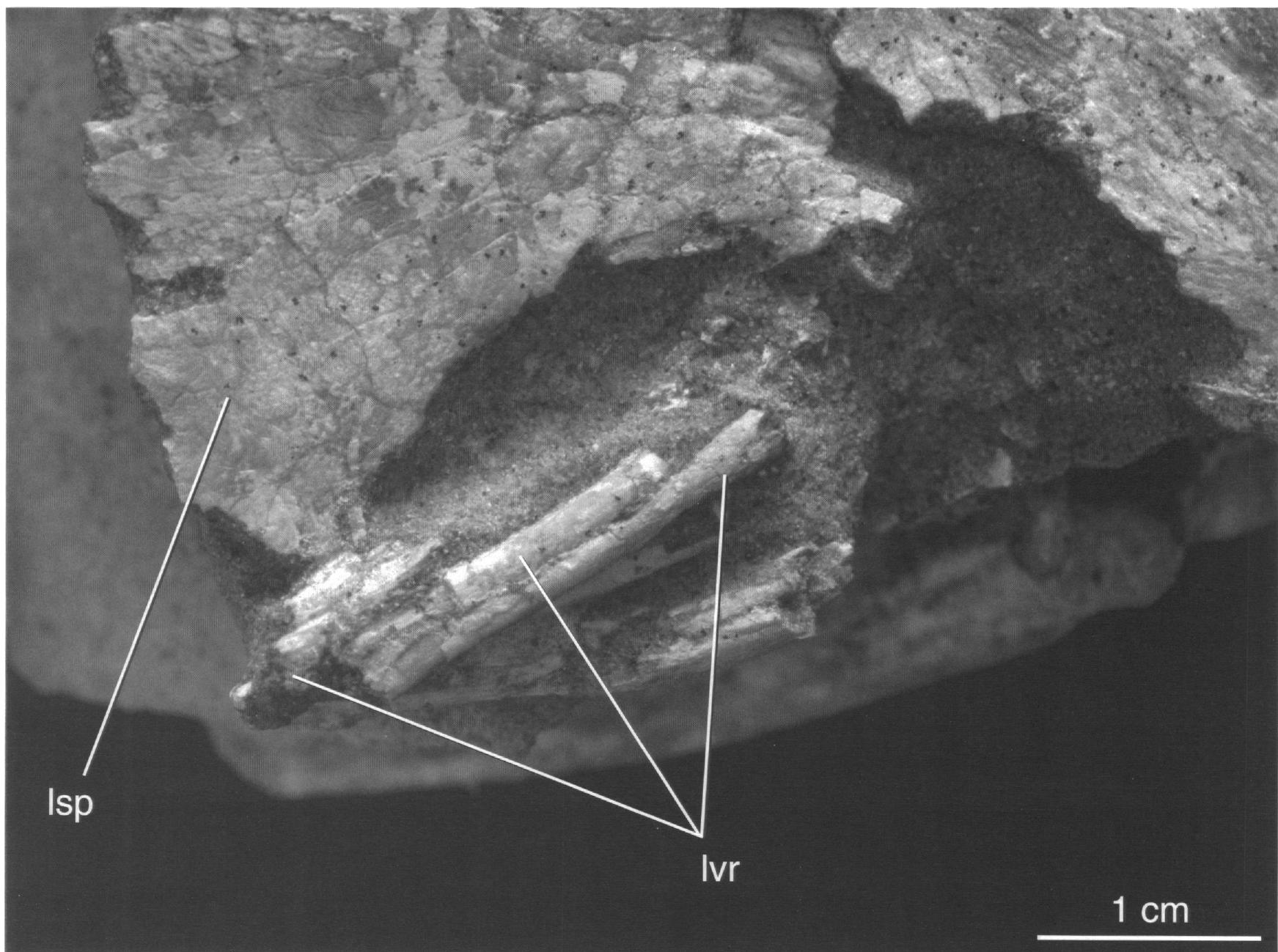 Figure 7 - from Important features of the dromaeosaurid