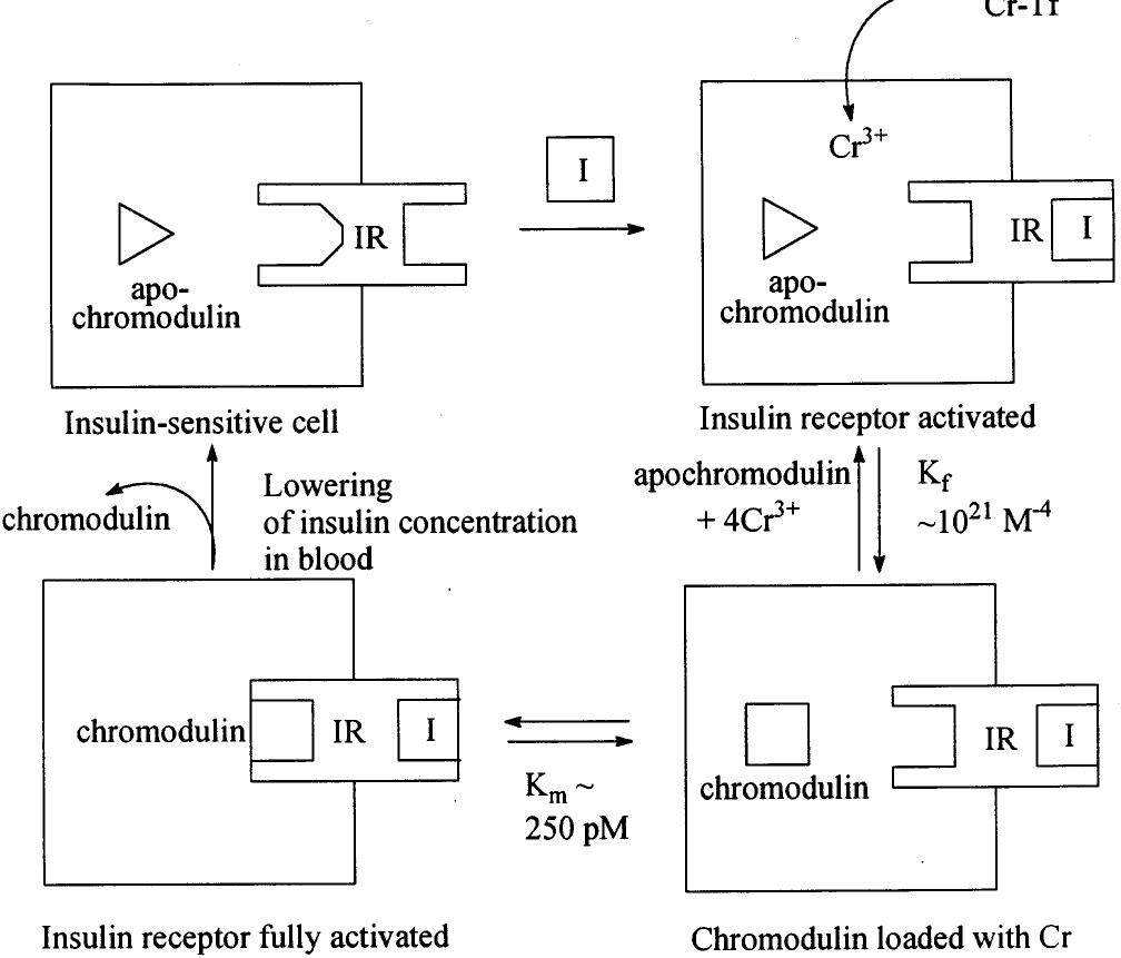 Proposed mechanism for the activation of insulin receptor