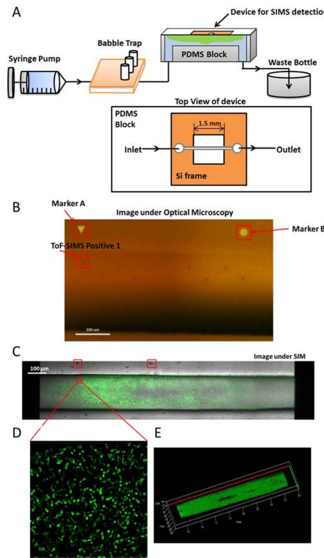 (PDF) In Situ Molecular Imaging of the Biofilm and Its Matrix