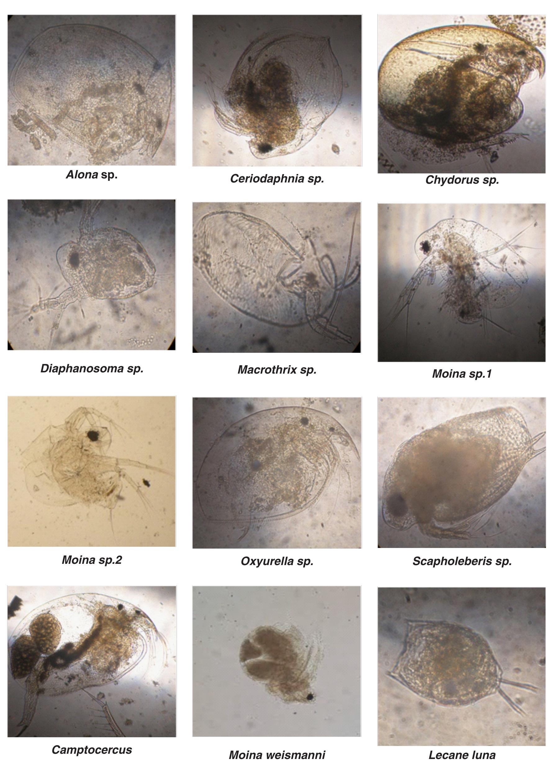 (PDF) Diversity and Community Composition of Zooplankton in Three ...