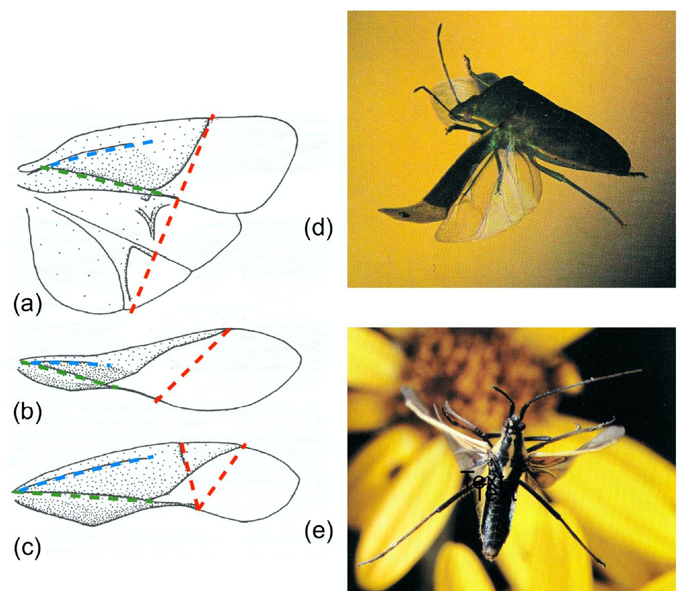 Supination Insect Wing (PDF) The Geometry and Mechanics of Insect Wing Deformations in Flight ...