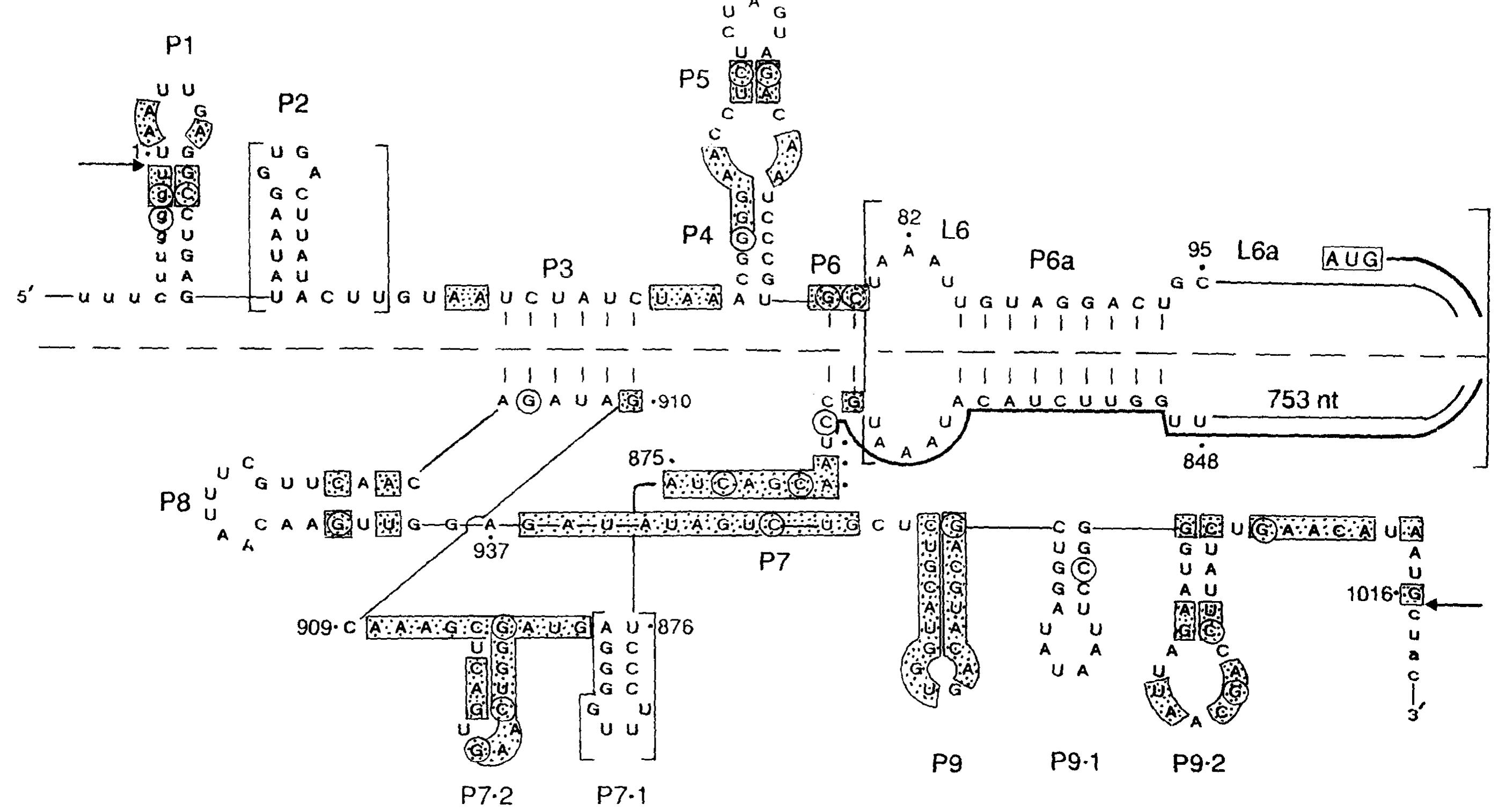 The td intron secondary structure model. the model includes