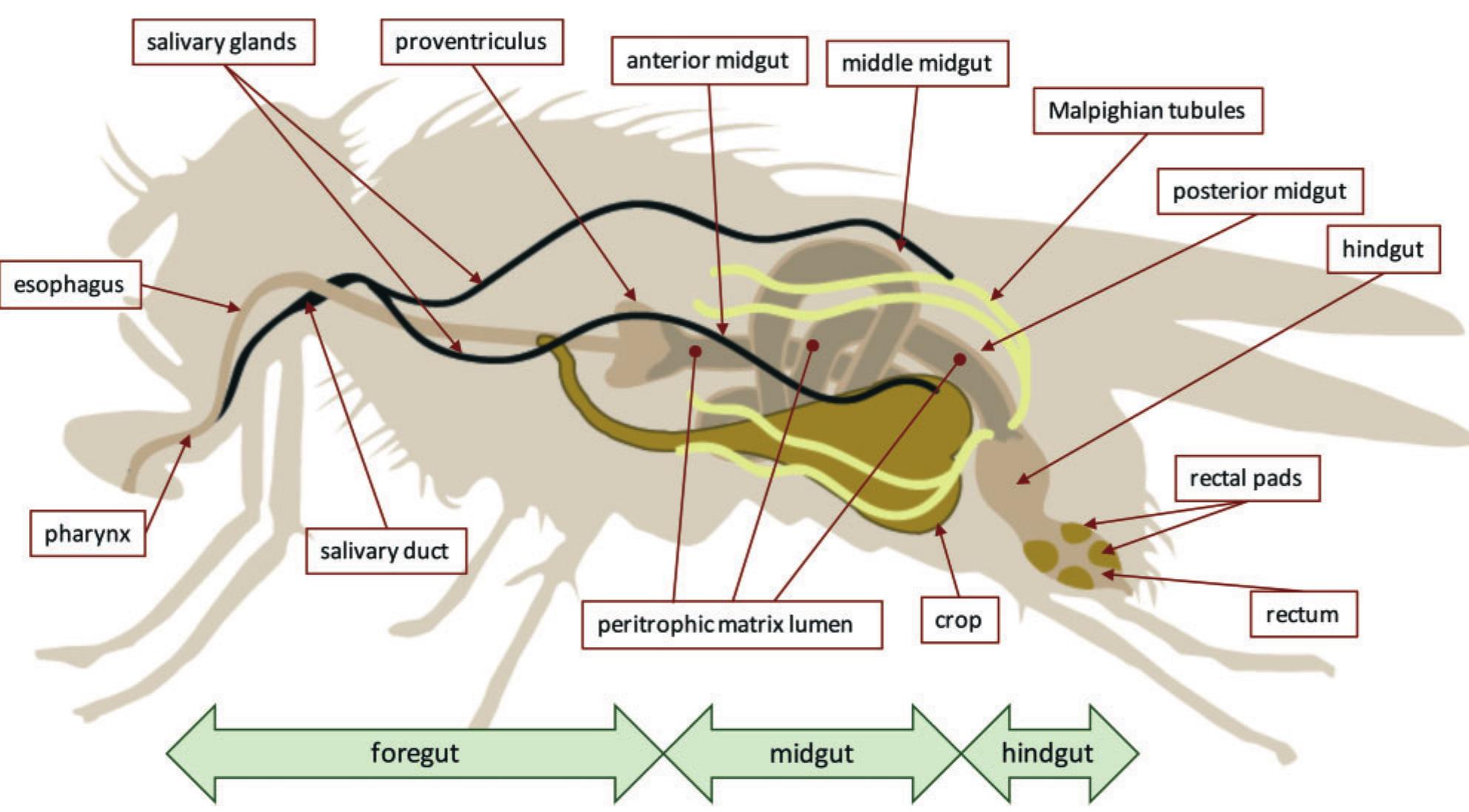 Digested Fly Alimentary canal of the adult house fly. liquified food,