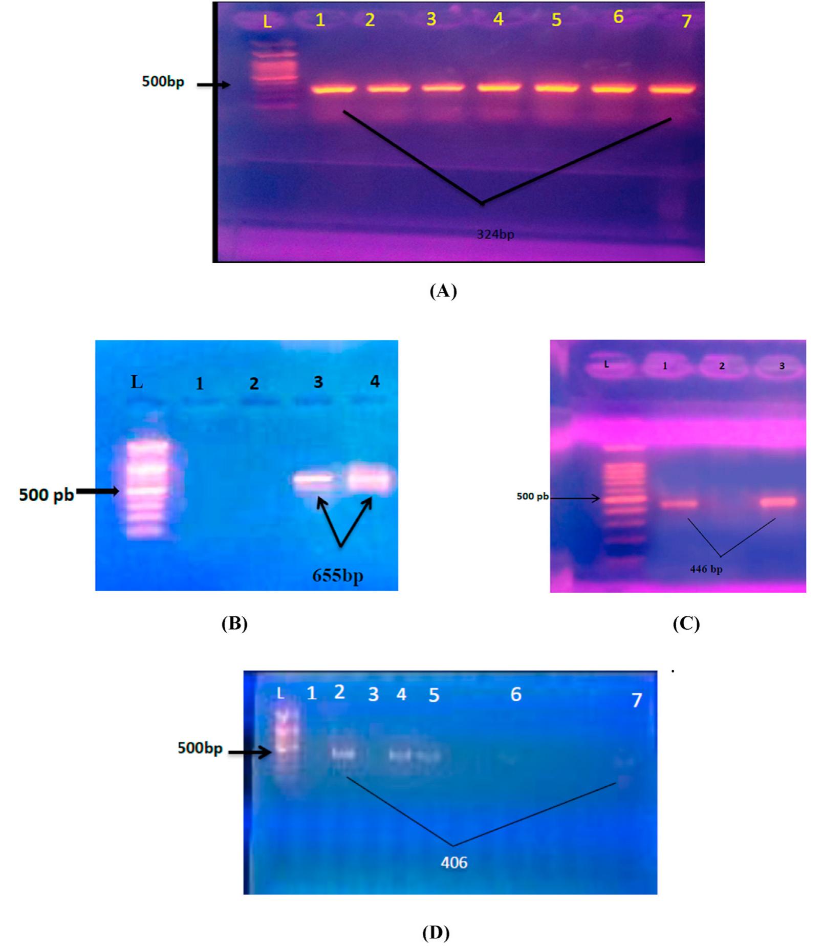 Fig. 1. 1.5% Agarose gel electrophoresis 70 V for 50 min for C. perfringens genes PCR products visualized under U-V light at 280 nm after staining with ethidiun sromide. L: 1500bp ladder. A: Clostridial 324 bp cpa PCR products. B: Clostridial 655 bp etx PCR products. C: clostridial 446 bp iap PCR products. D: 406 bp tet(M PCR products.  A pair of primers of clostridial alpha toxin, gene (cpa) was used fo! detecting the presence of cpa gene in C. perfringens isolates. cpa had beer 