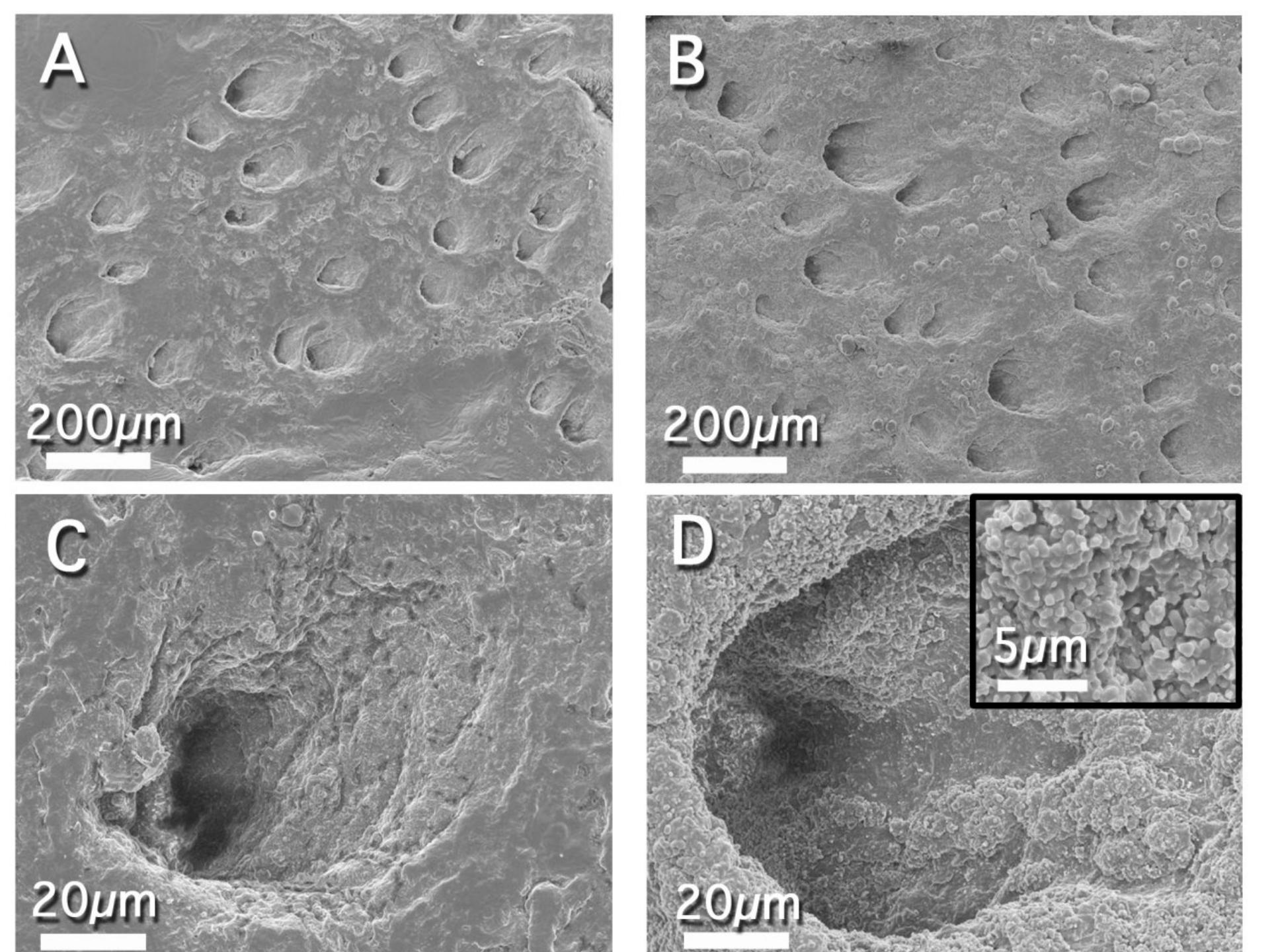 Figure 4 FEG SEM images of the M1 sample (modern leather, vegetable tanned). (A, C) Before treatment with nanomaterials. (B, D) After treatment with a H58 gel (loaded with EAPC) and a mixed calcium hydroxide — calcium lactate nanoparticles dispersion in 2-propanol. The inlet in panel D shows a detail of the nanoparticles distributed on the leather surface 
