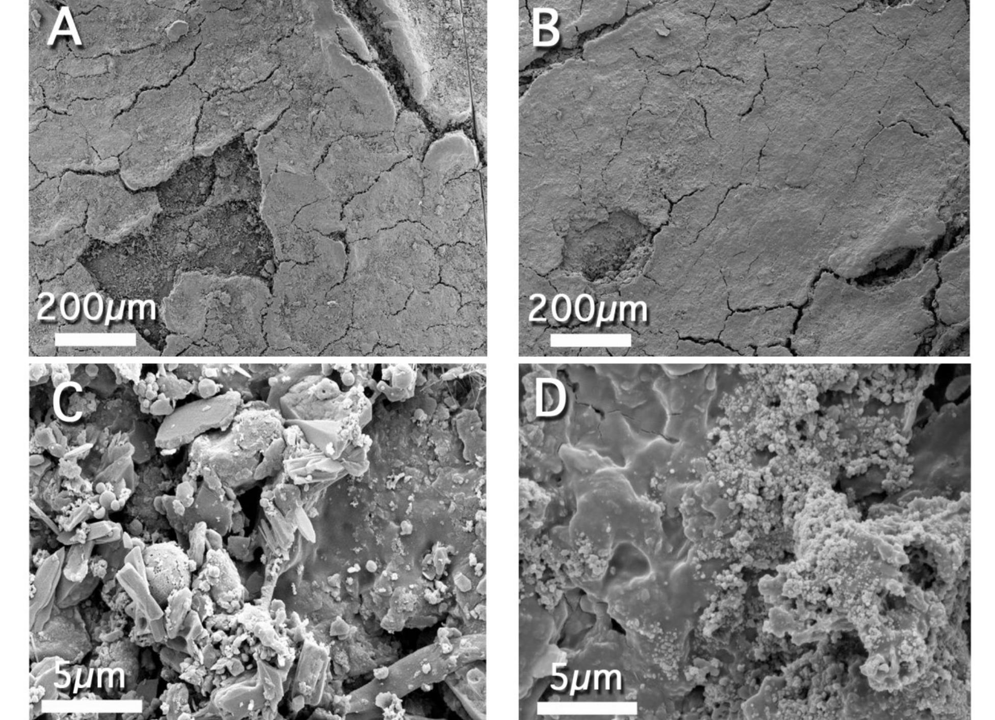 Figure 7 H1 sample (Luther Bible cover, 1749 AD). (A,C) Before treatment. Panel C details the presence of salts, dirt deposits and signs of biological contamination on the surface. (B,D) Images of the sample after treatment with the pHEMA/PVP H58 gel (loaded with EAPC) and a mixed calcium hydroxide — calcium lactate nanoparticles dispersion in 2-propanol. Panel D shows the reduction of salts, dirt and biological contamination after the treatment, as well as the presence of nanoparticles on the surface 