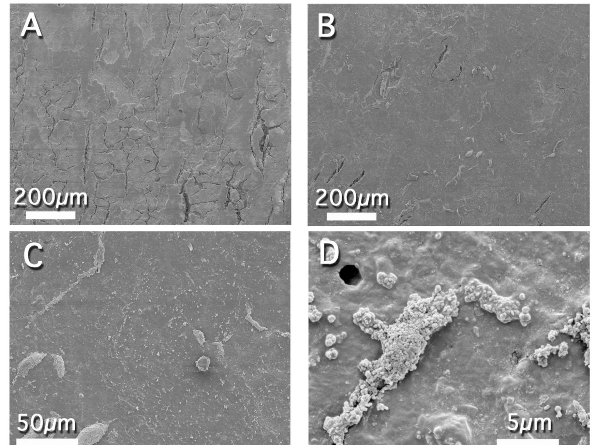 Figure 10 FEG SEM images of H2 sample (Roman Missal cover, 1725 AD). (A) Before treatment. (B,C,D) After treatment with the pHEMA/PVP H58 gel (loaded with EAPC) and a mixed calcium hydroxide — calcium lactate nanoparticles dispersion in 2-propanol. Panel C and D detail the presence of the particles on the surface  