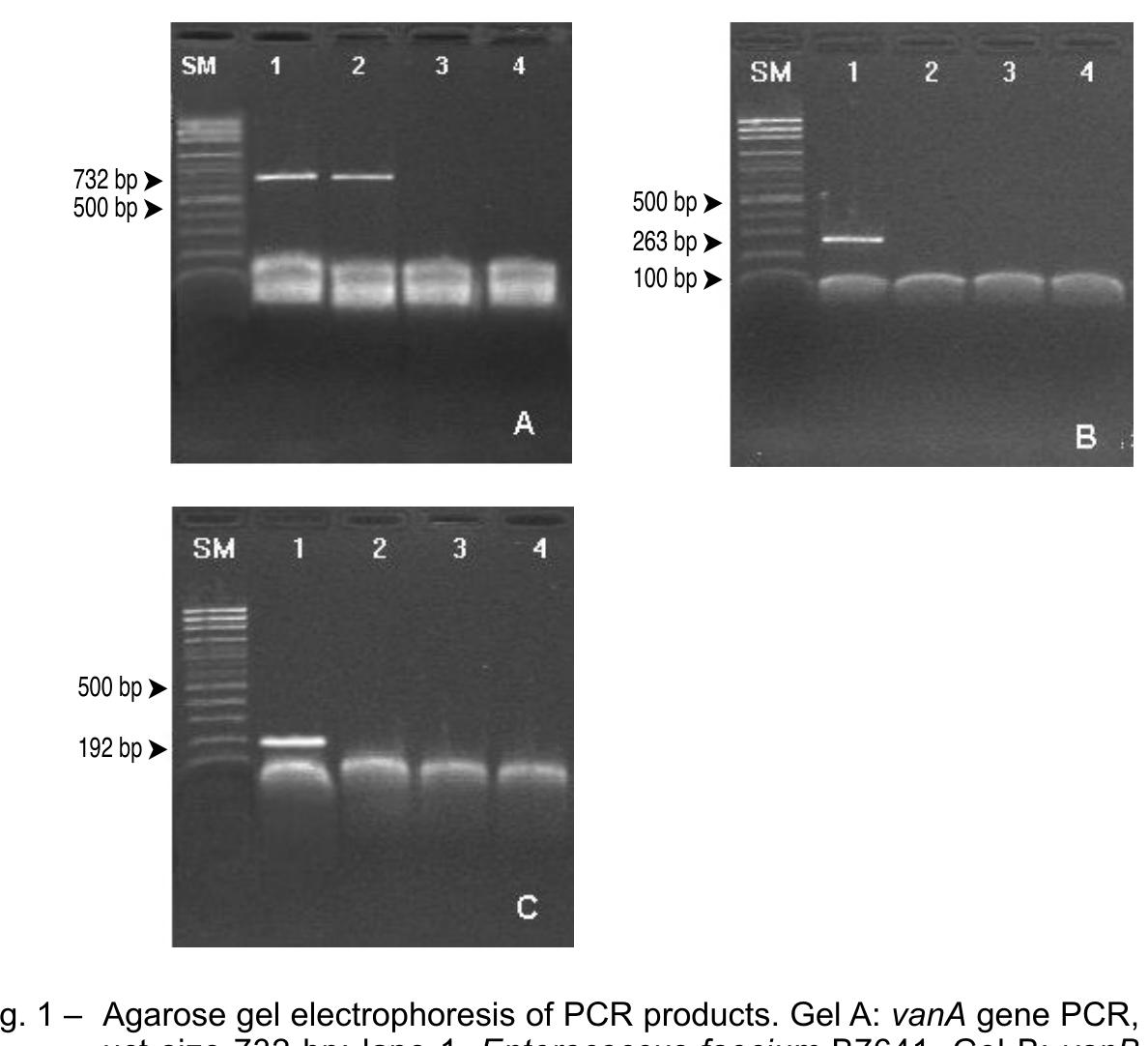 -ig. 3— dendrogram of vana genotype enterococcus faecium