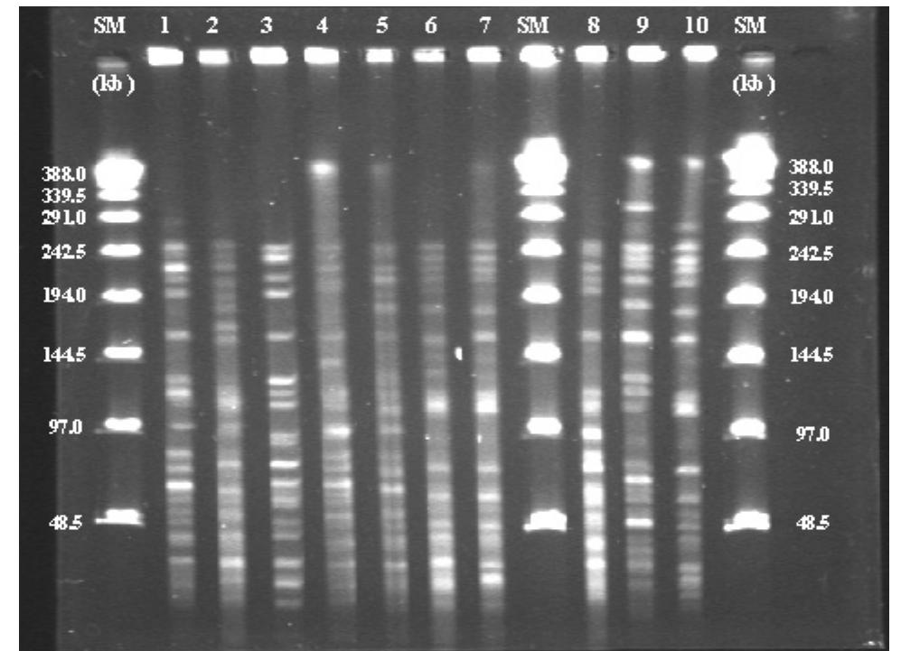 -ig. 3— dendrogram of vana genotype enterococcus faecium