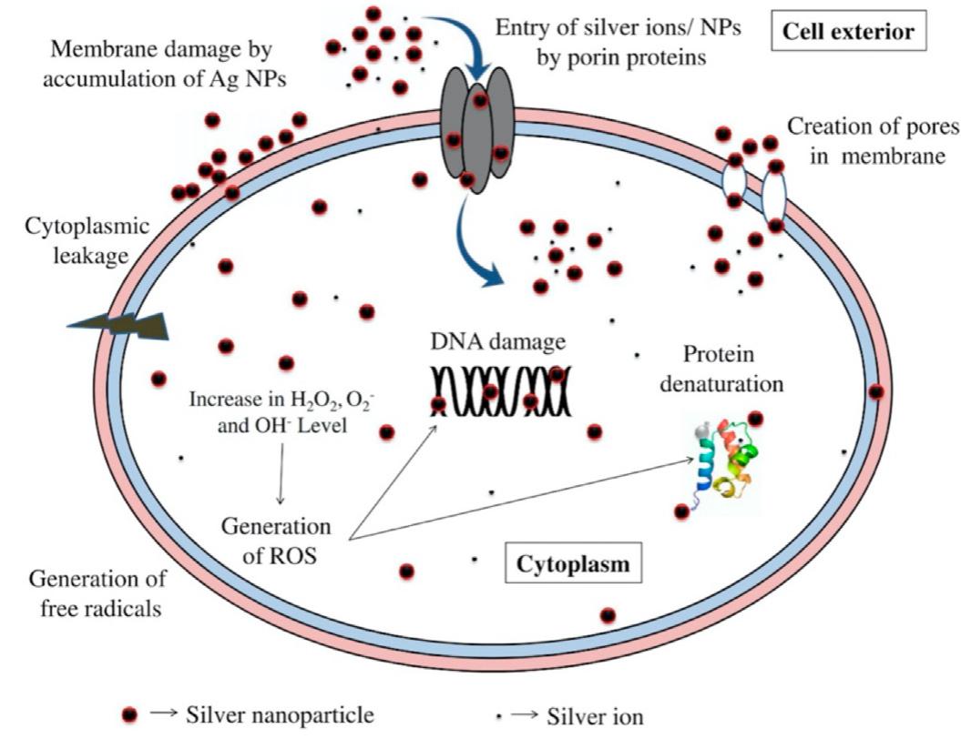 Toxicity of zno nps: schematic representation of the