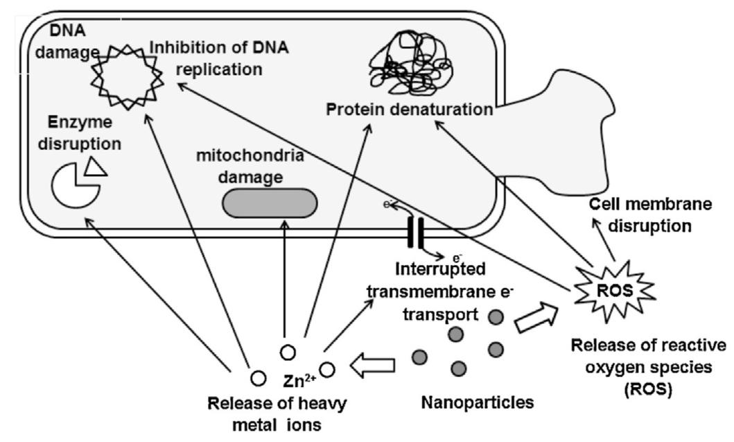 Toxicity of zno nps: schematic representation of the