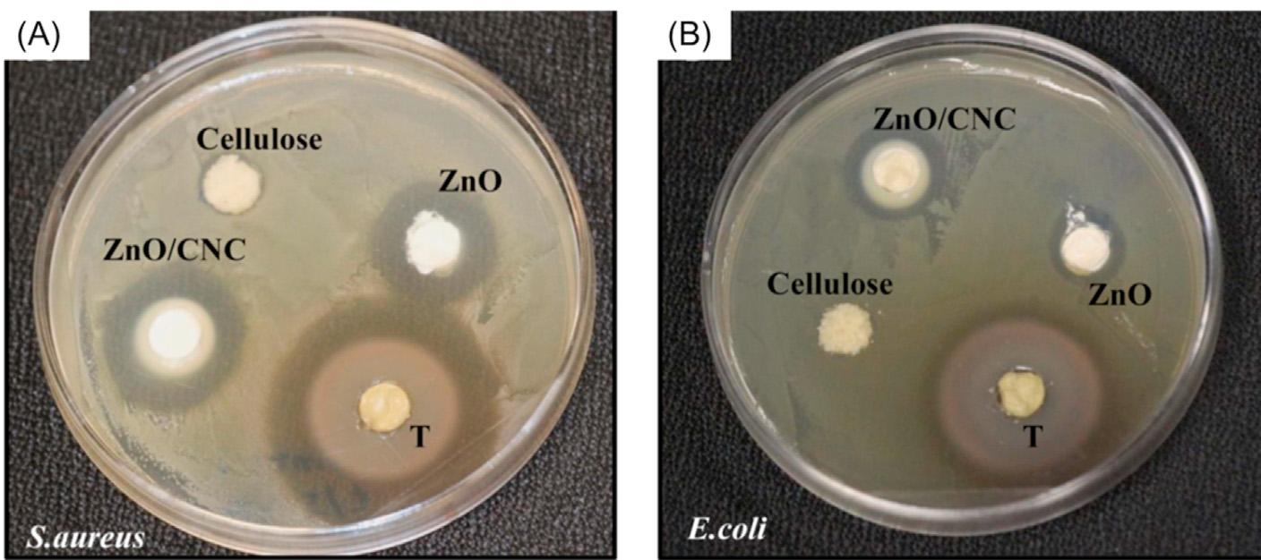 Toxicity of zno nps: schematic representation of the