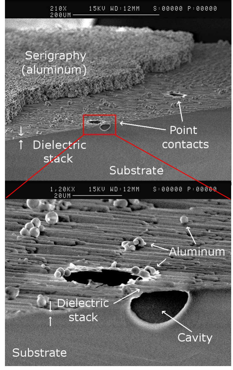 Cell Labeled Sem V: sem pictures of the cross section of a cell with a