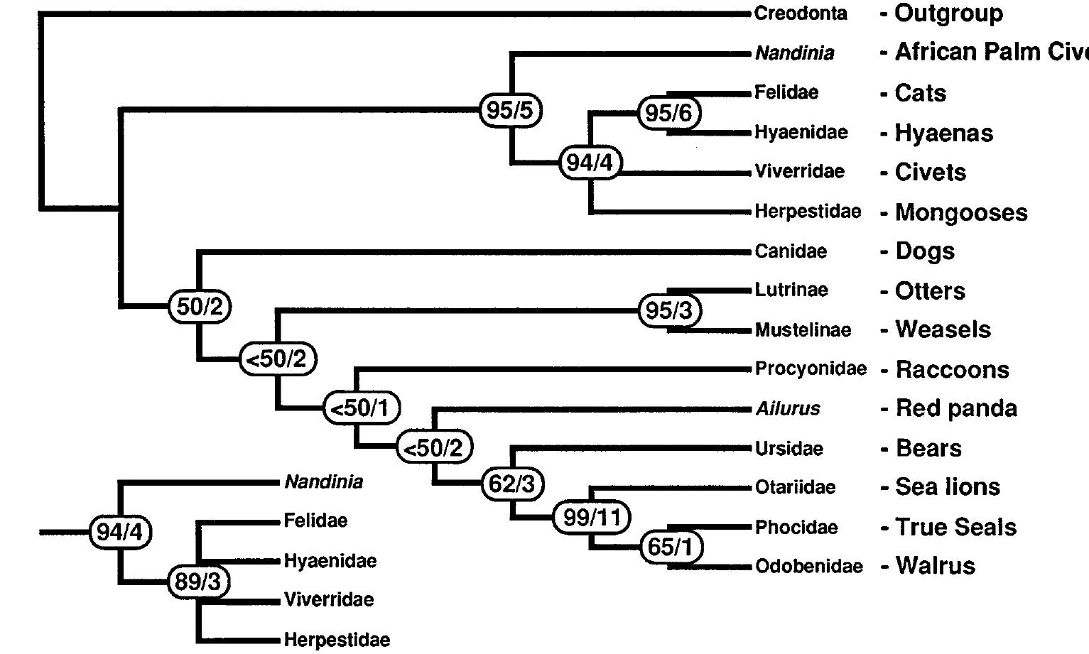 Feliform Tree (PDF) Phylogeny of the Carnivora (Mammalia): Congruence vs ...