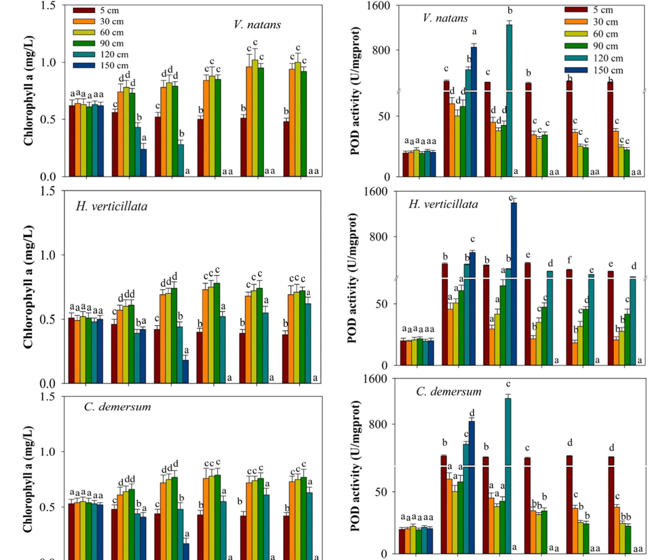 Figure 3 - Light intensity effects on the growth and biomass