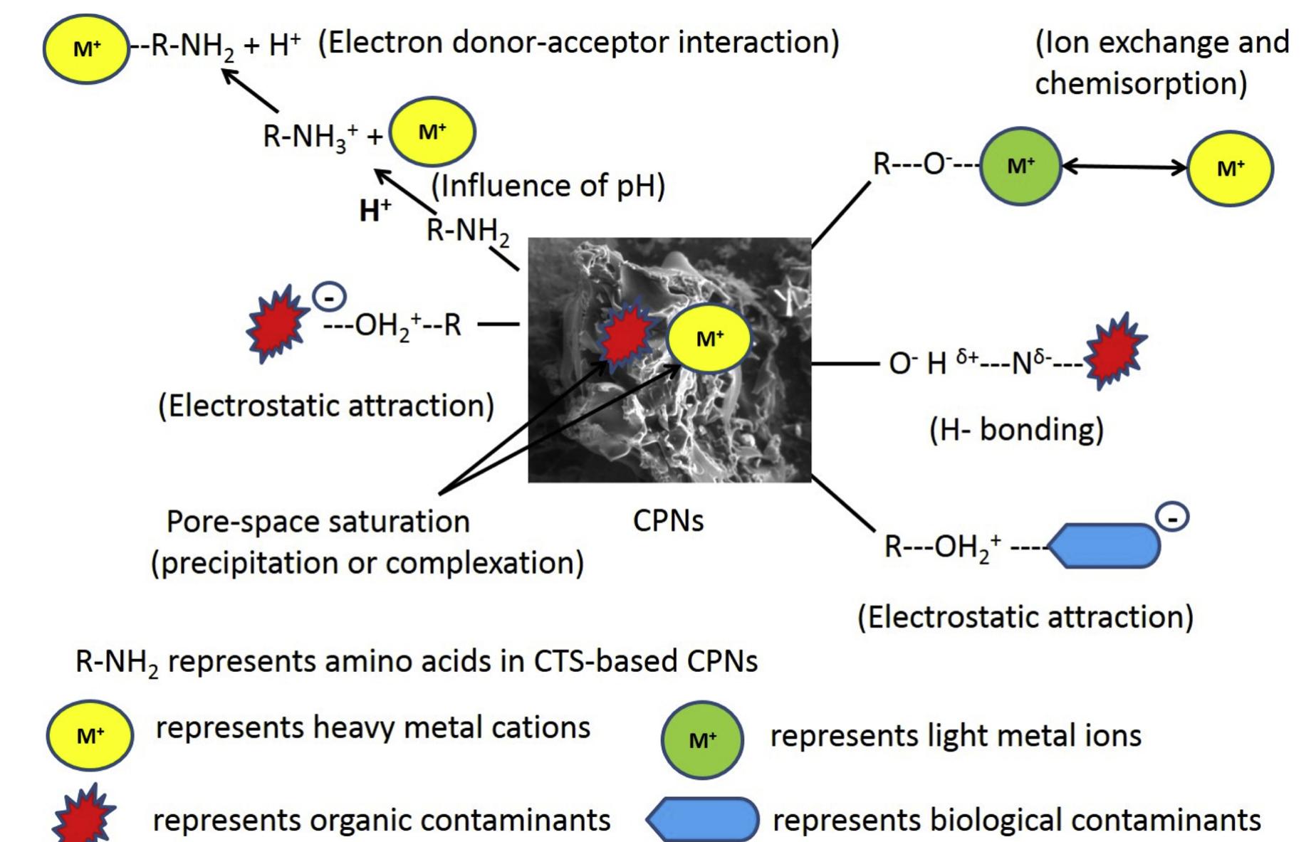 Schematic representation of various mechanisms involved in
