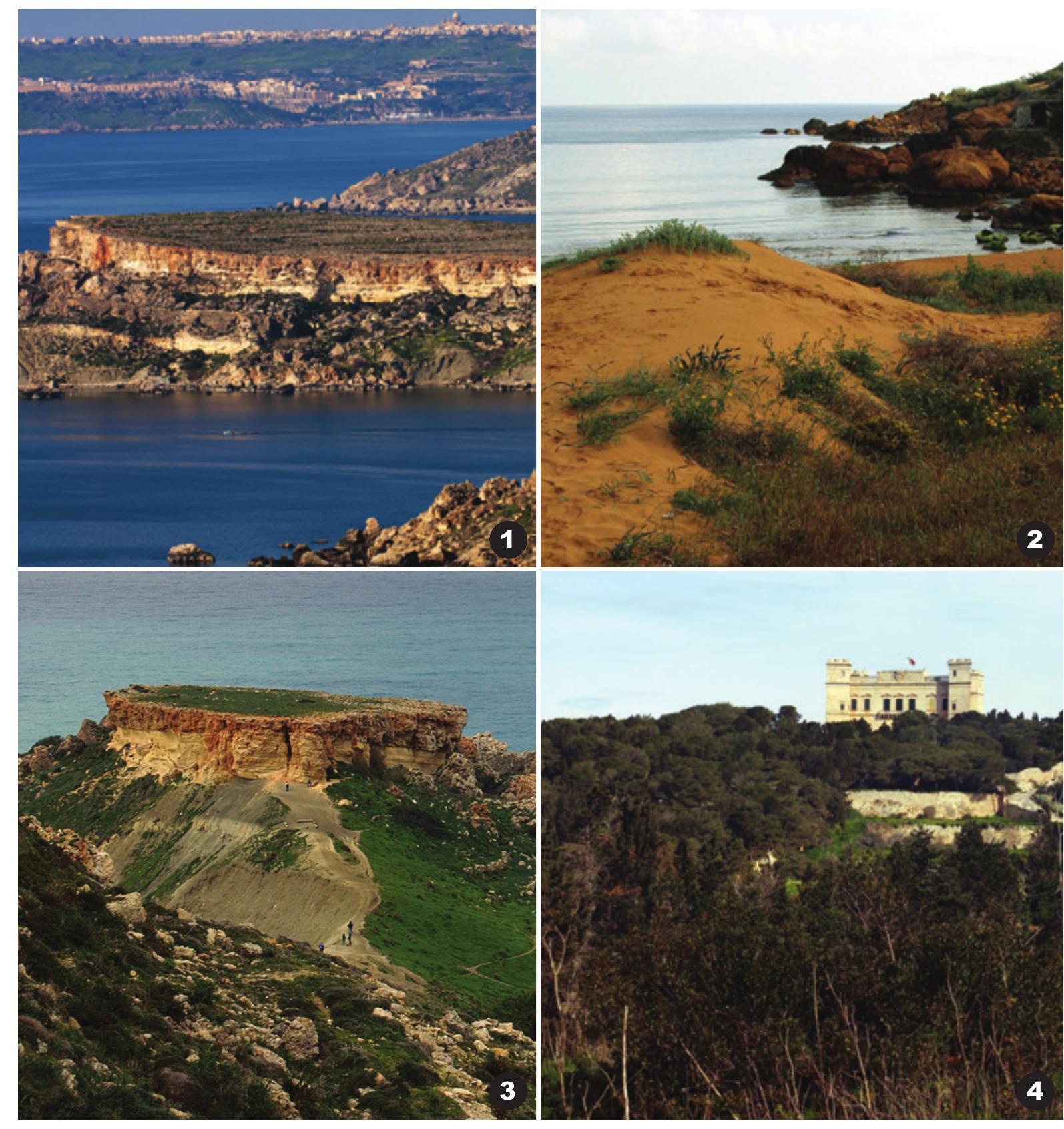 (PDF) An identification and informative guide to the Tenebrionidae of ...