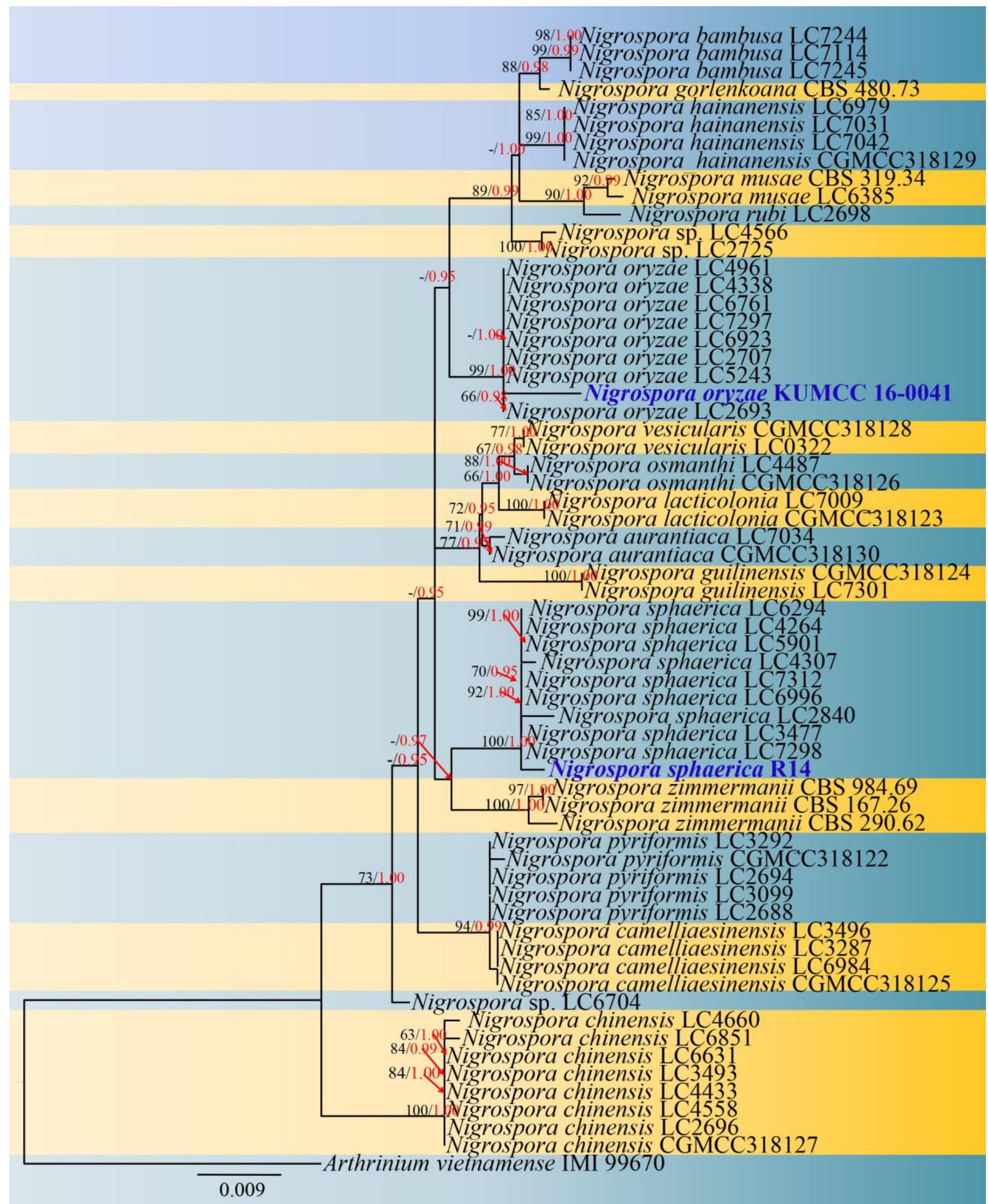 Figure 154 - from AJOM new records and collections of fungi:
