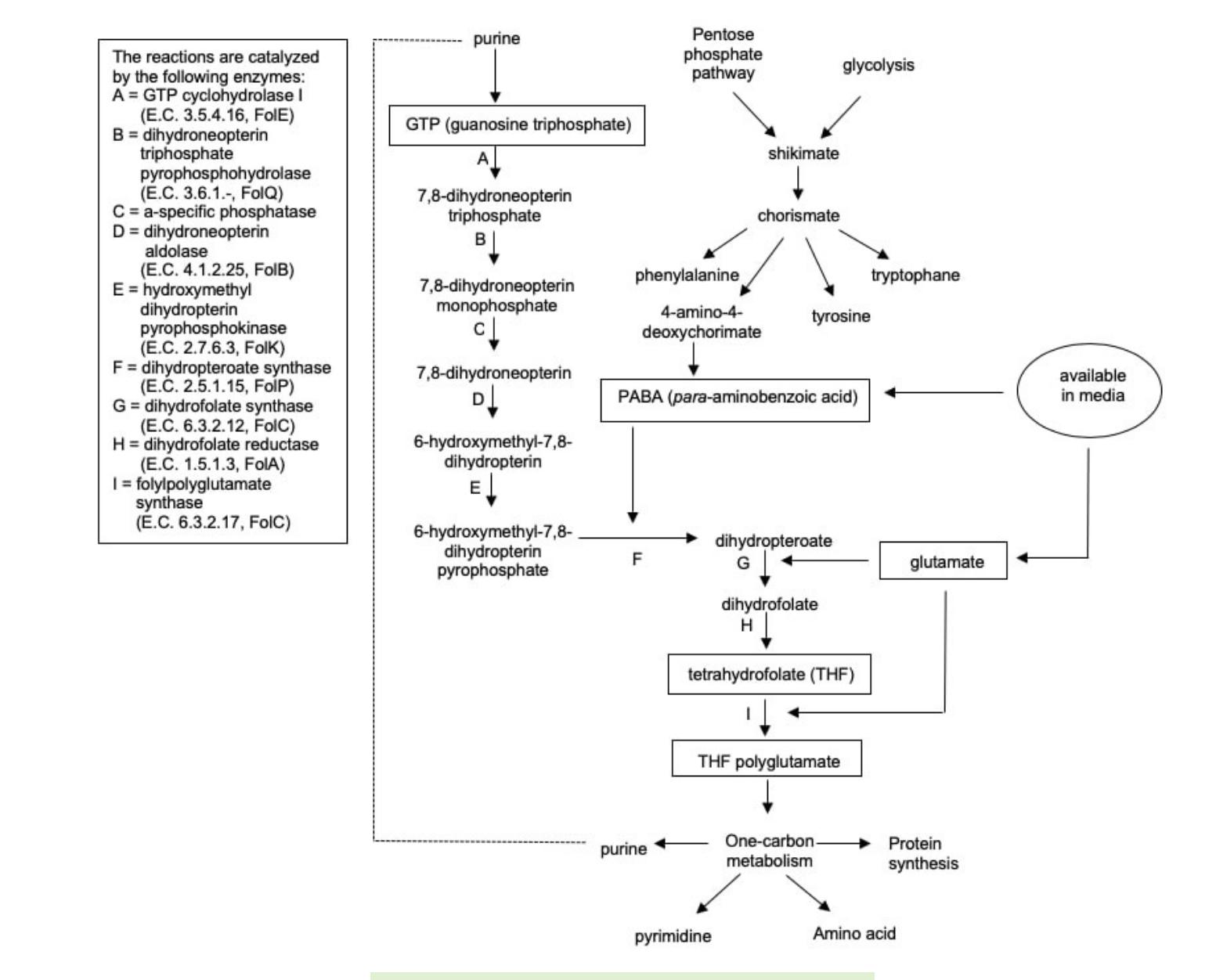 (PDF) Fermentation of Milk Using Folate-Producing Lactic Acid Bacteria ...