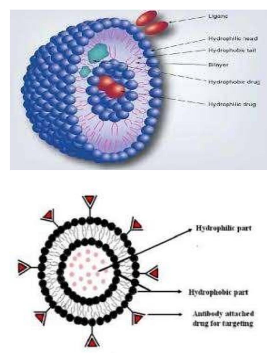 Niosomes are made up of a surfactant bilayer with its
