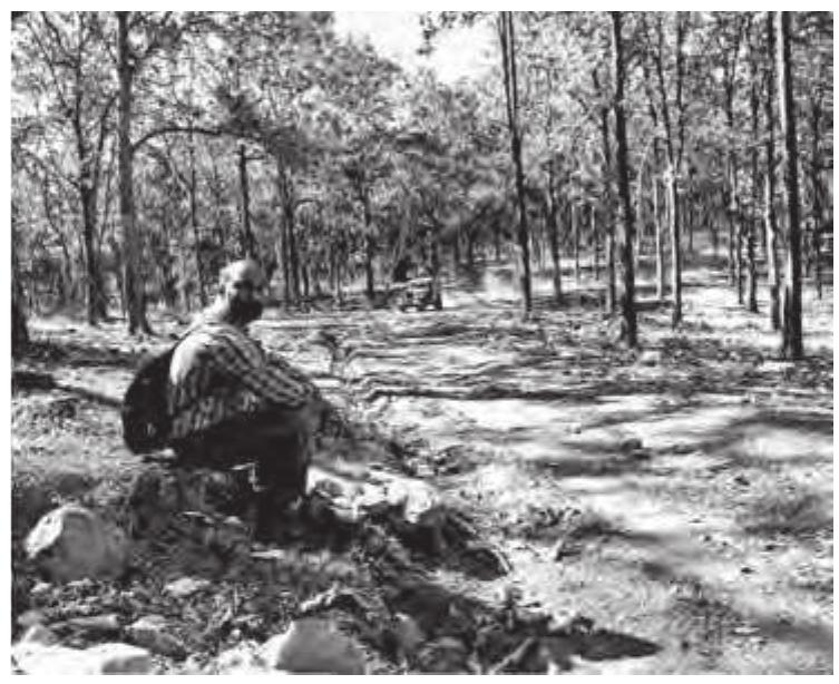 Walking through the straight rows of teak trees I was feeling nostalgic, taking in the atmosphere of Wayanad Wildlife Sanctuary’s timber plantations on a hot summer morning in 2012. In this monoculture, all the teak trees (Tectona grandis) looked indistinguishable to me, having the same size, height, age, and structure. When a Forest Department jeep drove by, a dusty dry wind blew through the ordered lines of trees, irritating my eyes and turning them red. No songs of birds were to be heard. Neither the buzzing of bees, or the loud chirping of cicadas that fill the air in more remote patches of the sanctuary — called “primary” or “natural” forest by my ornithologist friend Vishnu (Fig. 1).  I was sweating and complaining about the arduous walk. We were on our way to meet Kattunaika elders to learn more about their upcoming relocation from an enclosure deep inside the sanctuary that had been initiated by the Kerala Forest Department. The sun was strong, burning down on us. Its rays could shine directly through the trees onto the ground, since in this region of the Western Ghats, during the dry season, teak carries almost no leafy canopy.’ The monotony of teak trees, 